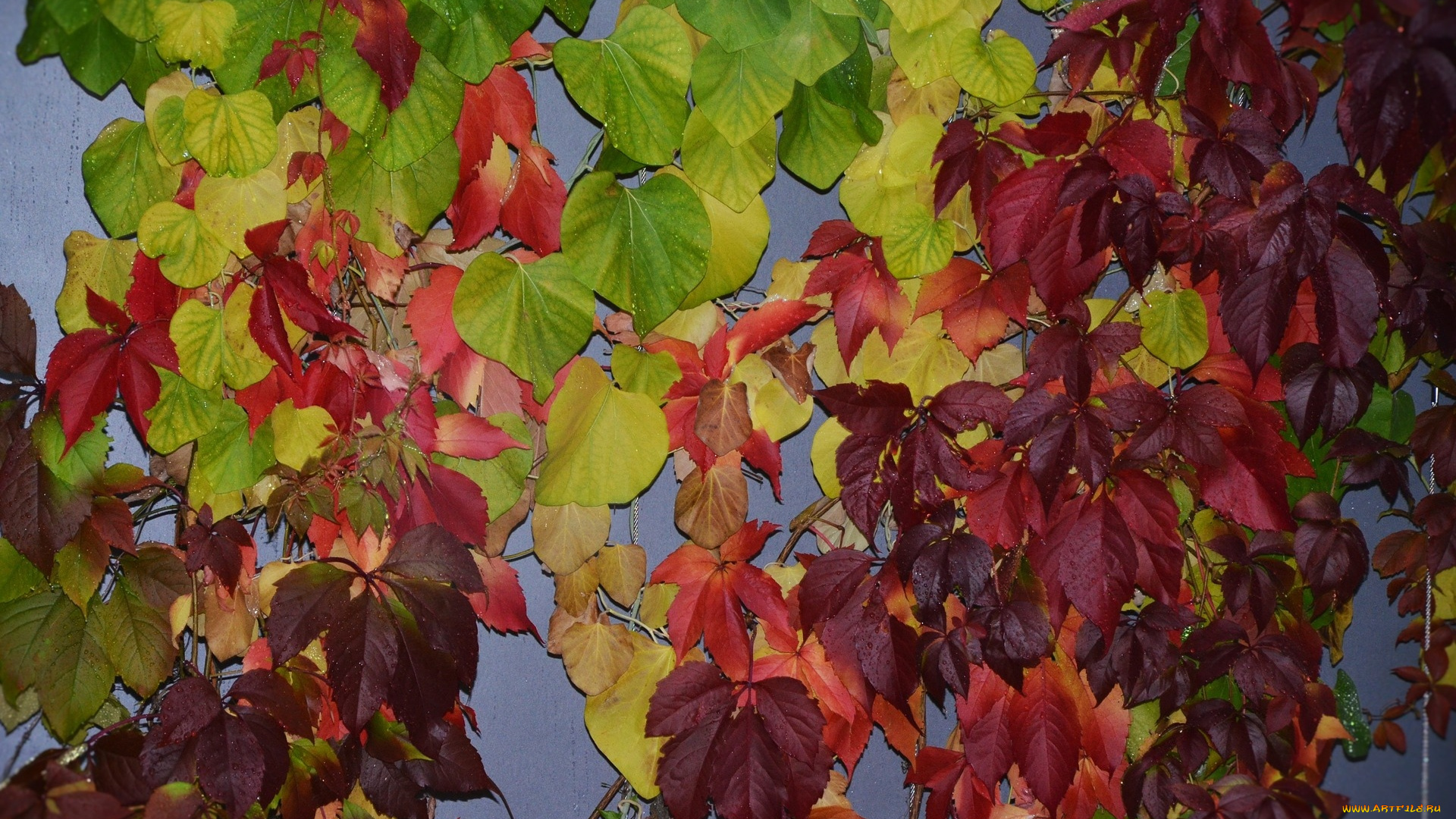 природа, листья, фон