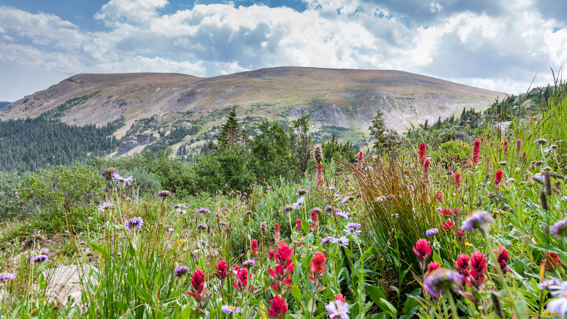 природа, луга, простор