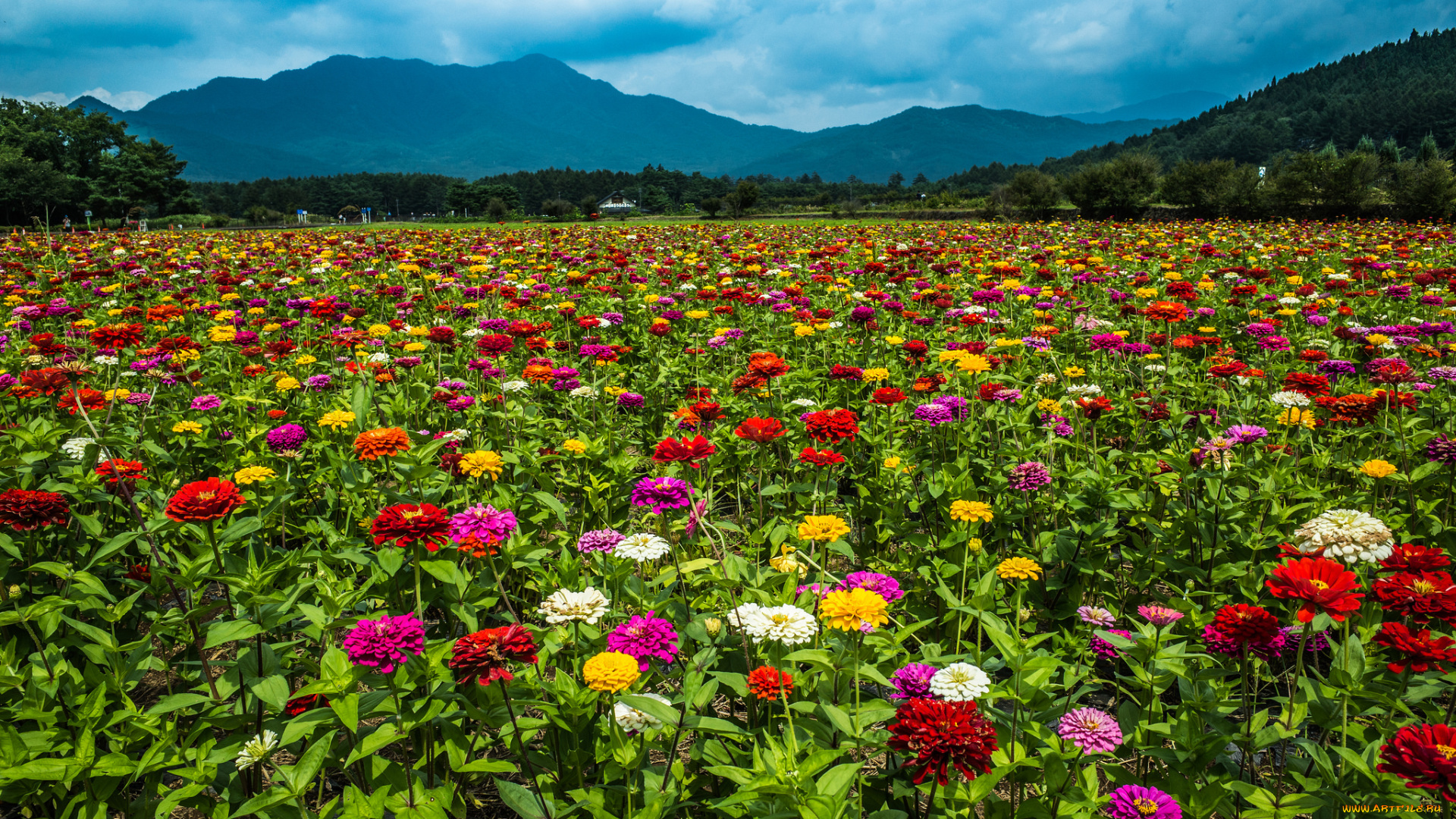 природа, поля, простор