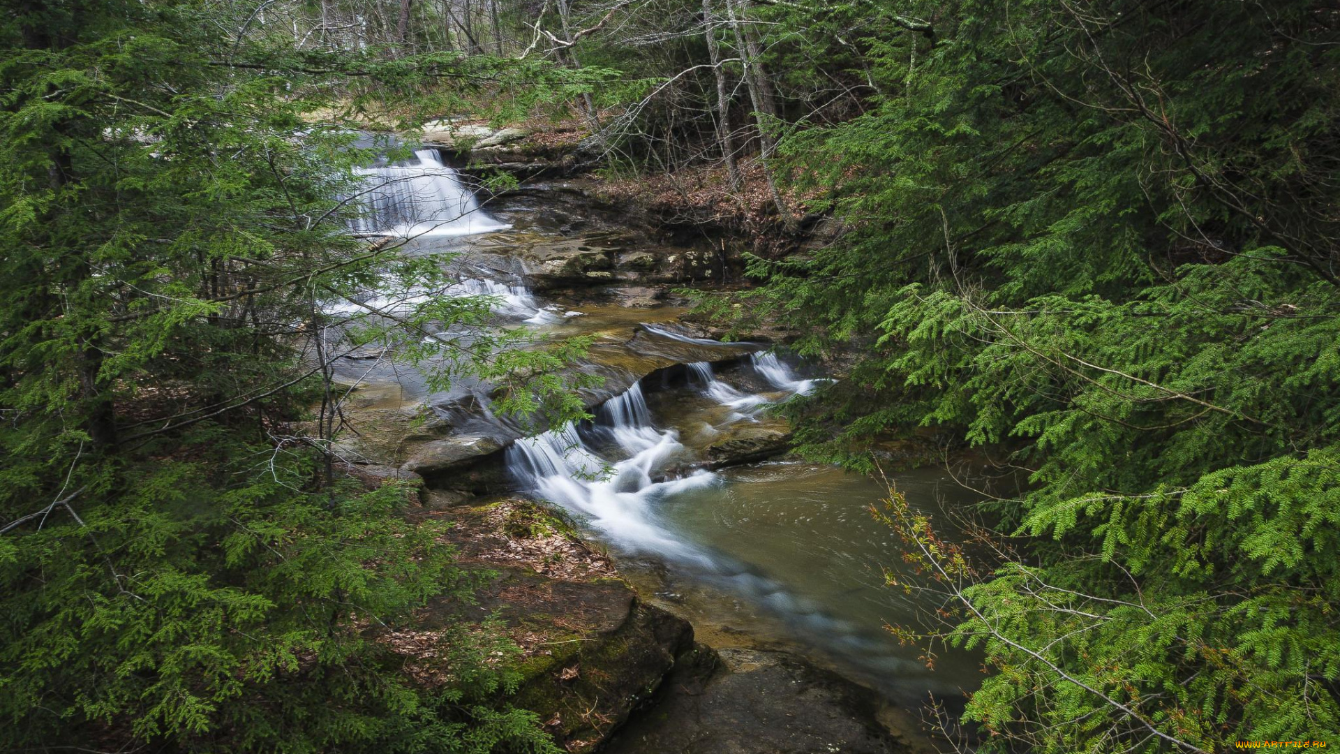 природа, реки, озера, лес, река