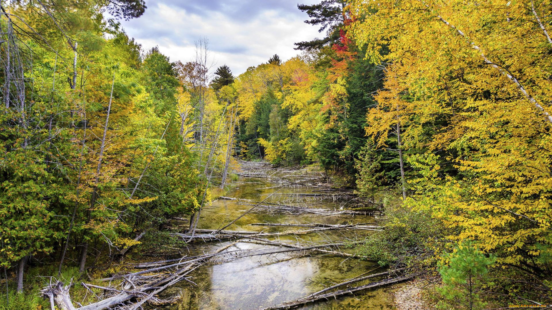 природа, реки, озера, река, лес