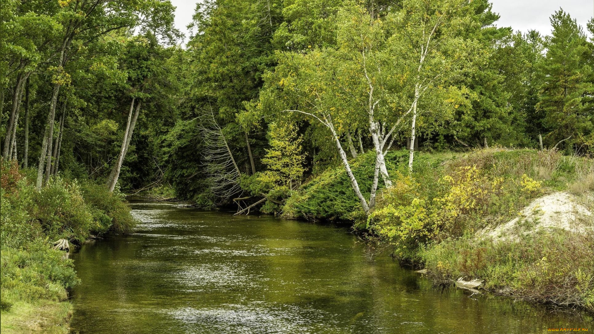 природа, реки, озера, река, лес