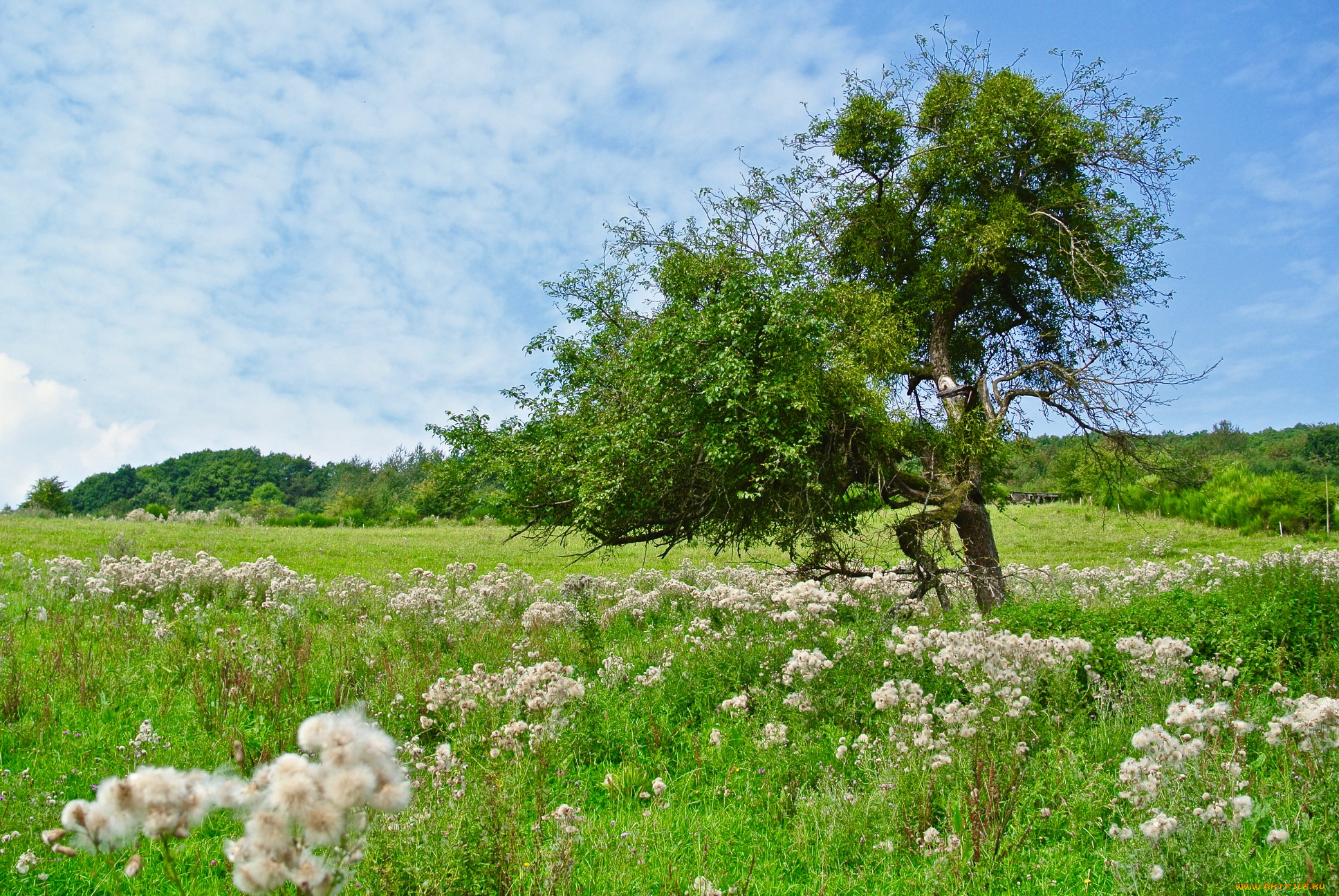 природа, пейзажи, простор
