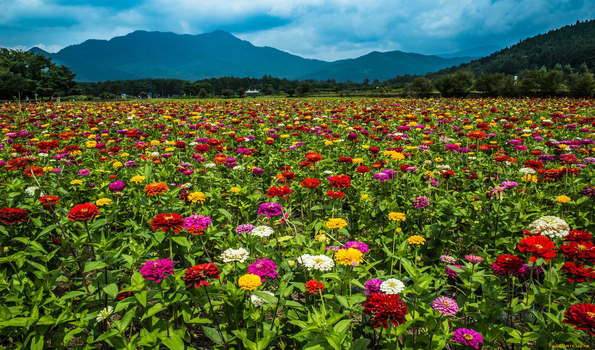 природа, поля, простор