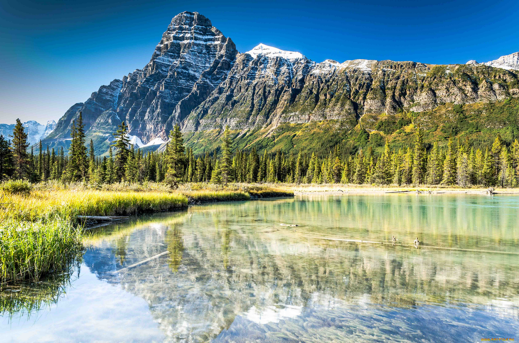 природа, реки, озера, река, лес