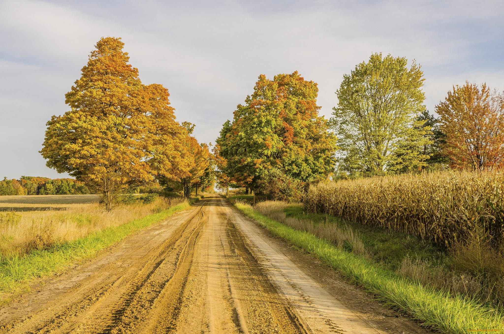 природа, дороги, деревья, дорога