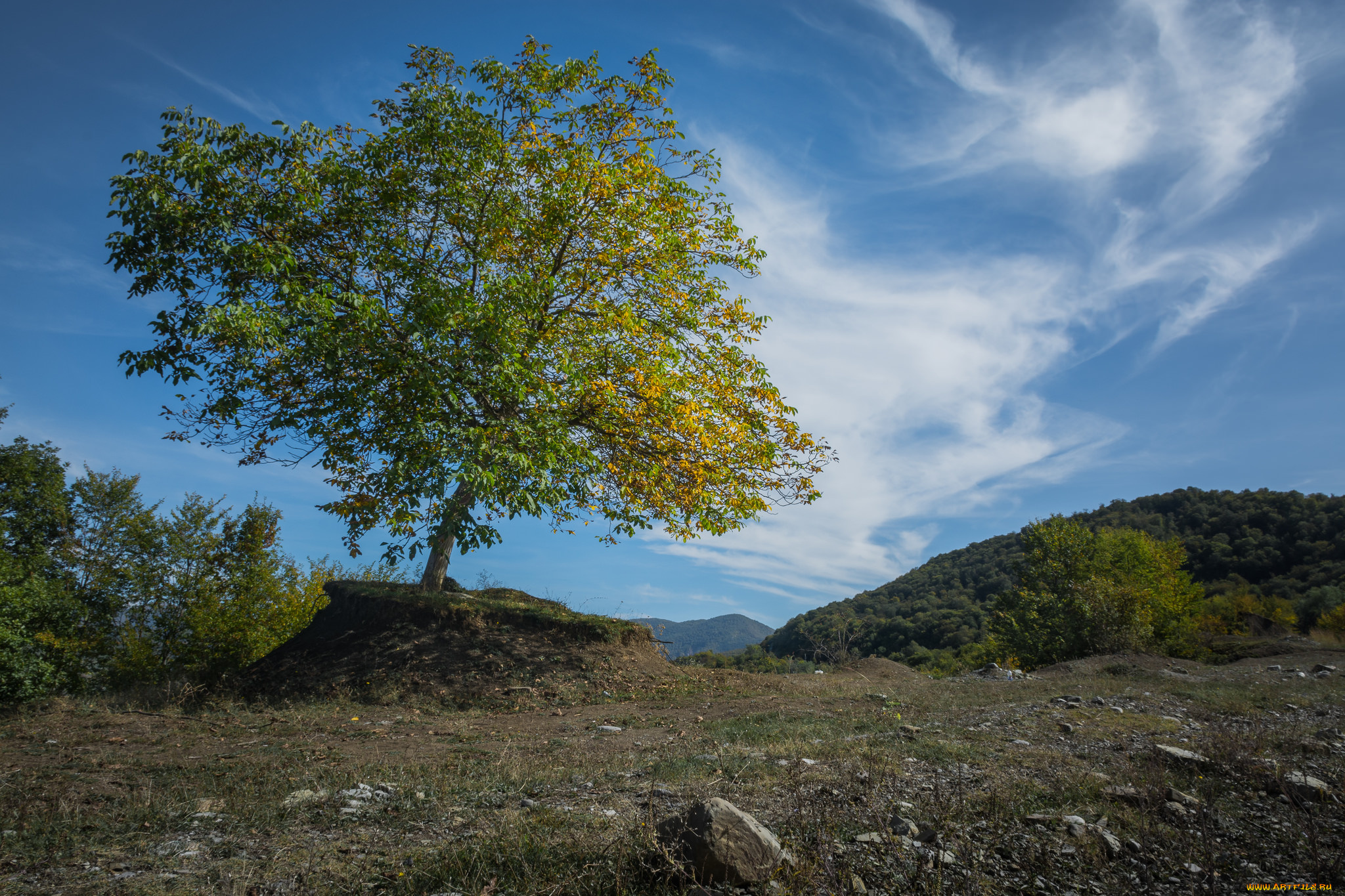 природа, деревья, простор