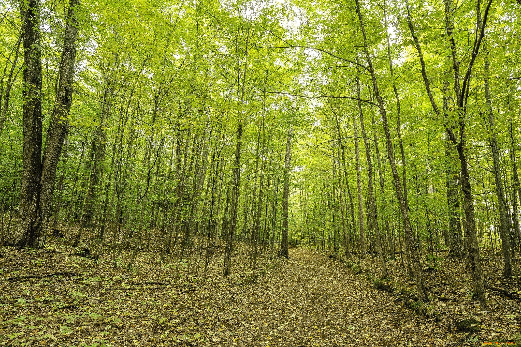 природа, дороги, дорога, лес