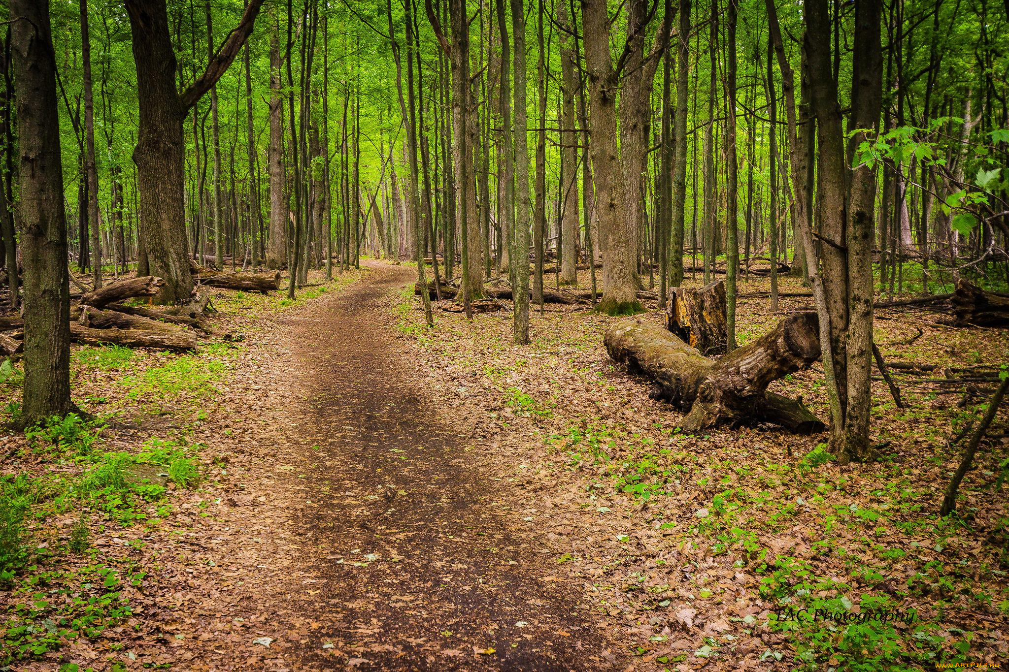 природа, дороги, дорога, лес