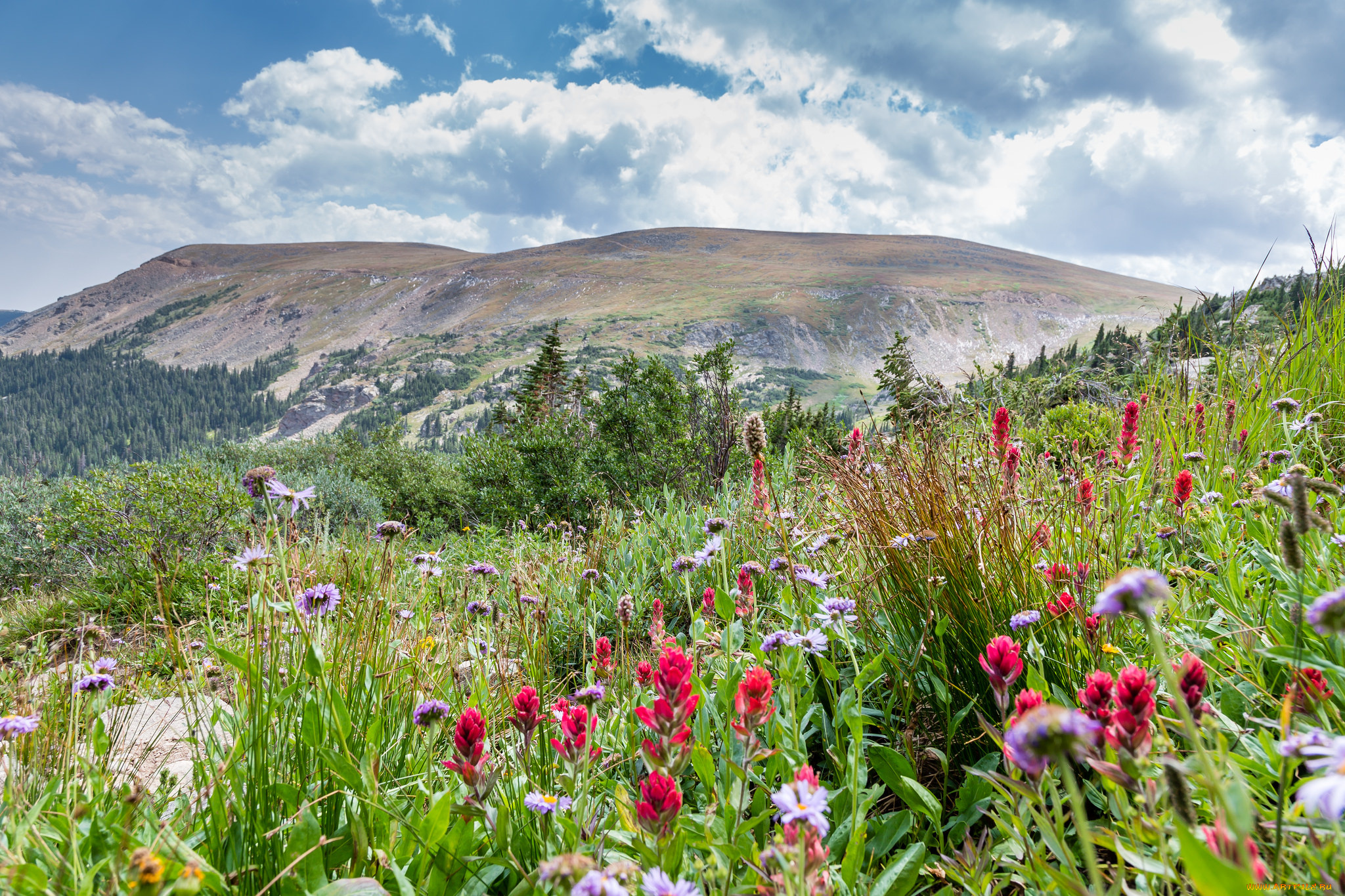 природа, луга, простор