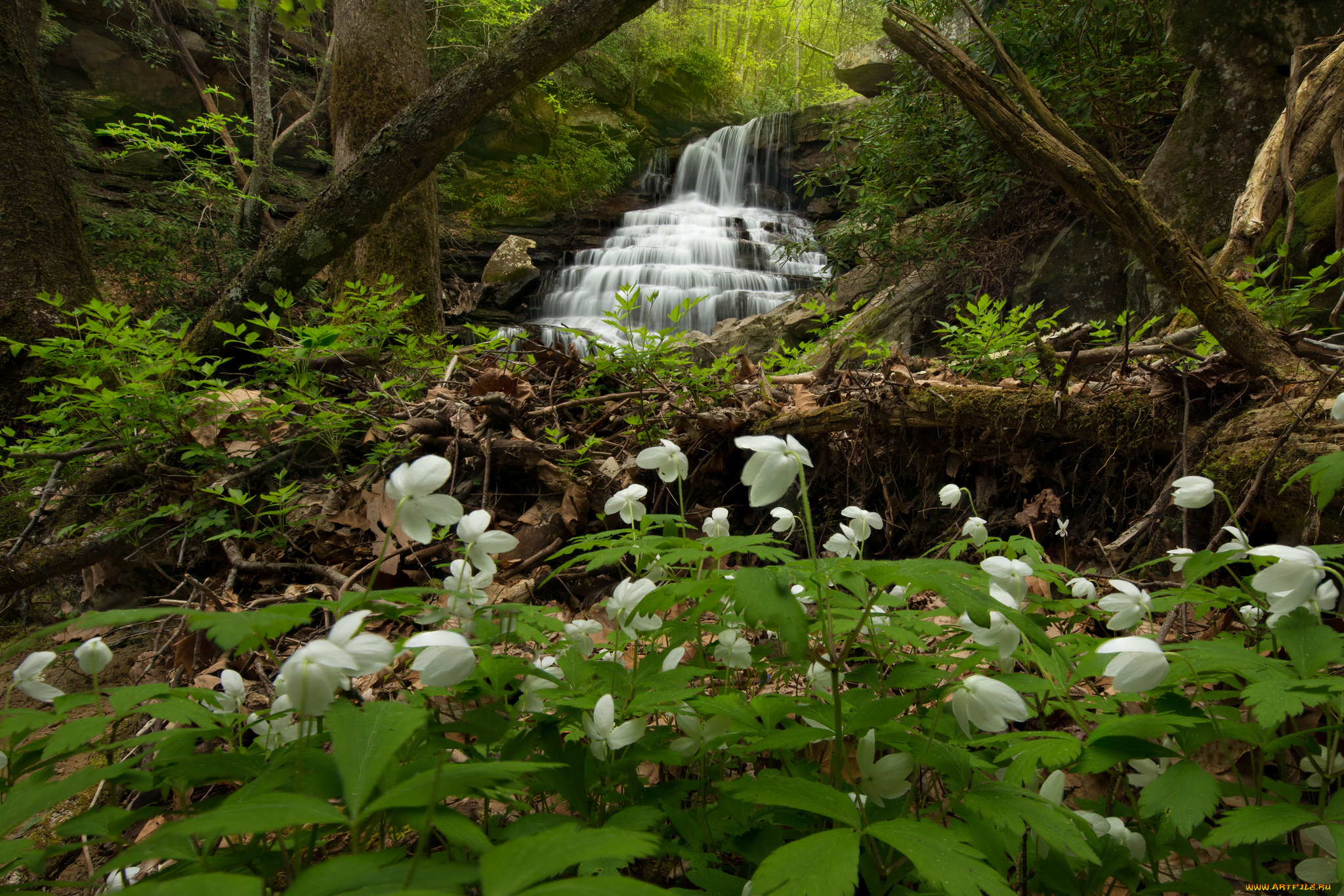 природа, водопады, лес, водопад, река