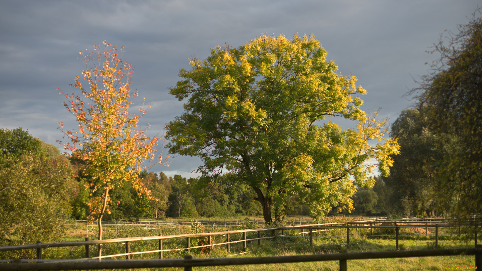 природа, деревья, простор