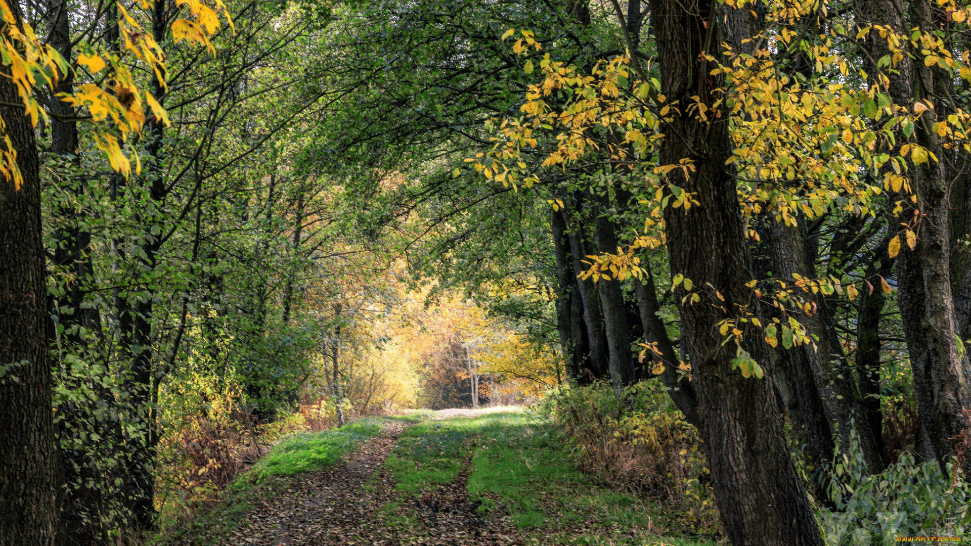 природа, лес, простор