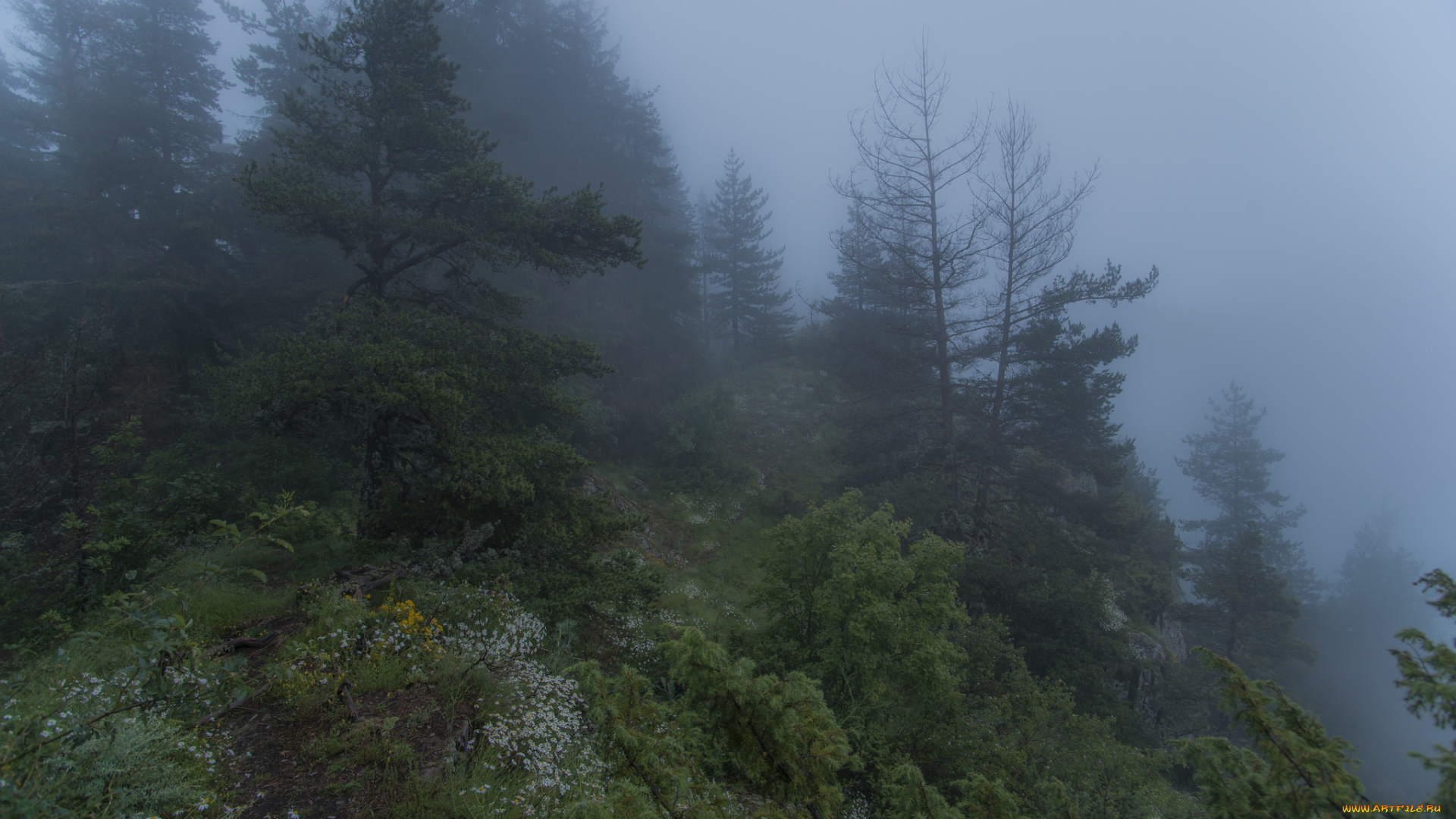 природа, лес, простор