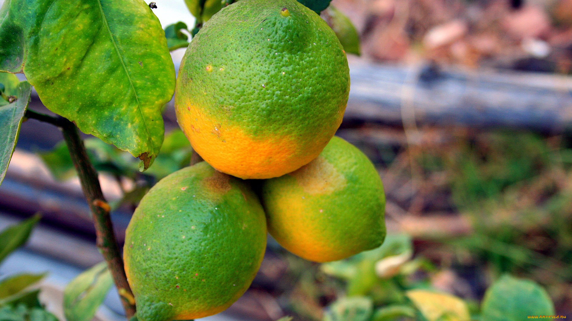 природа, плоды, лимоны