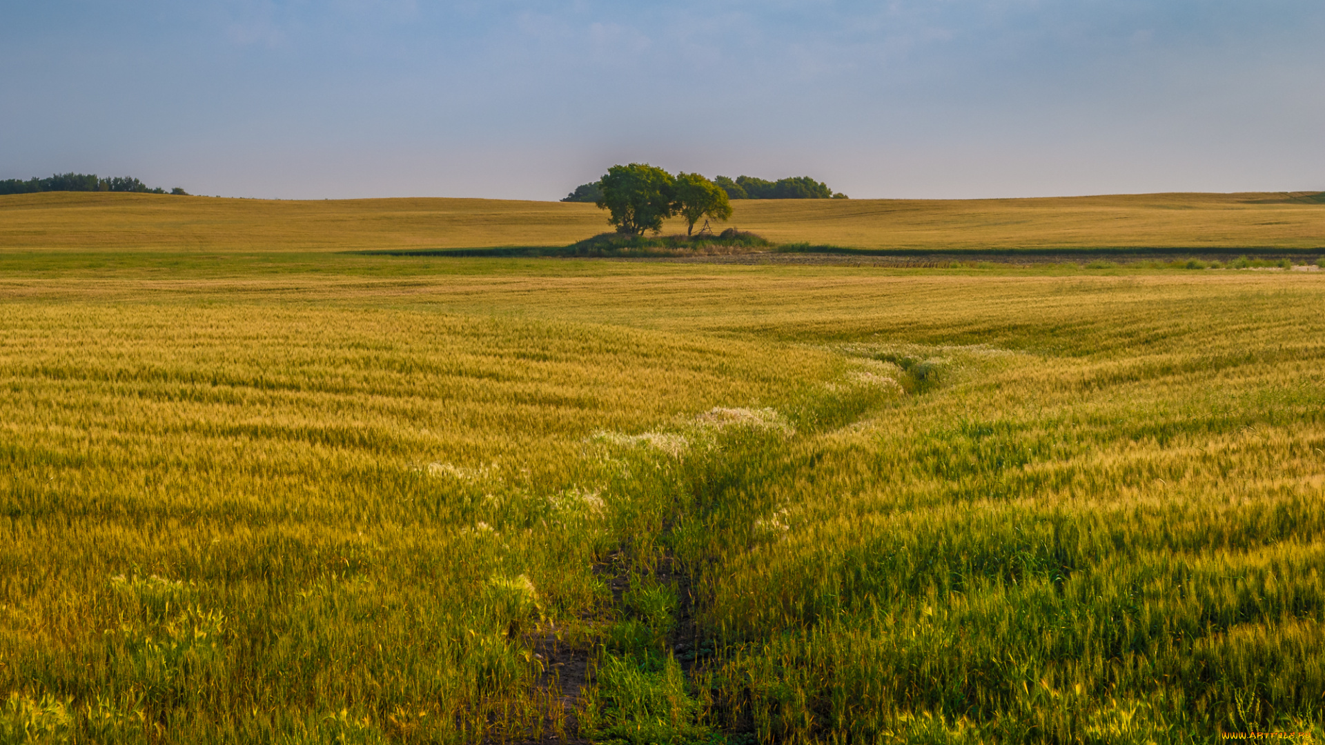 природа, поля, простор