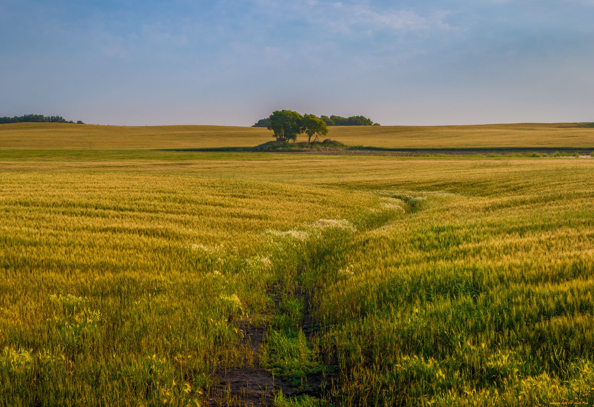 природа, поля, простор