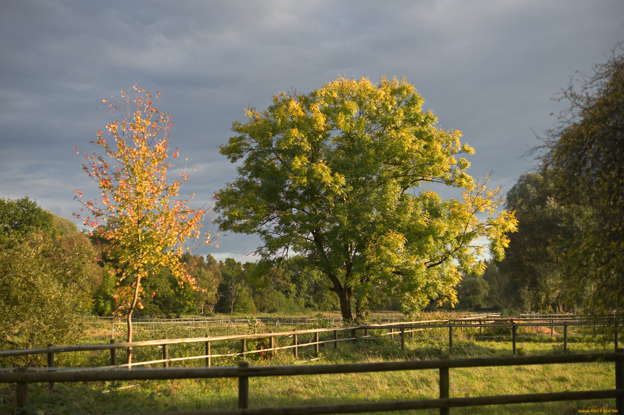 природа, деревья, простор
