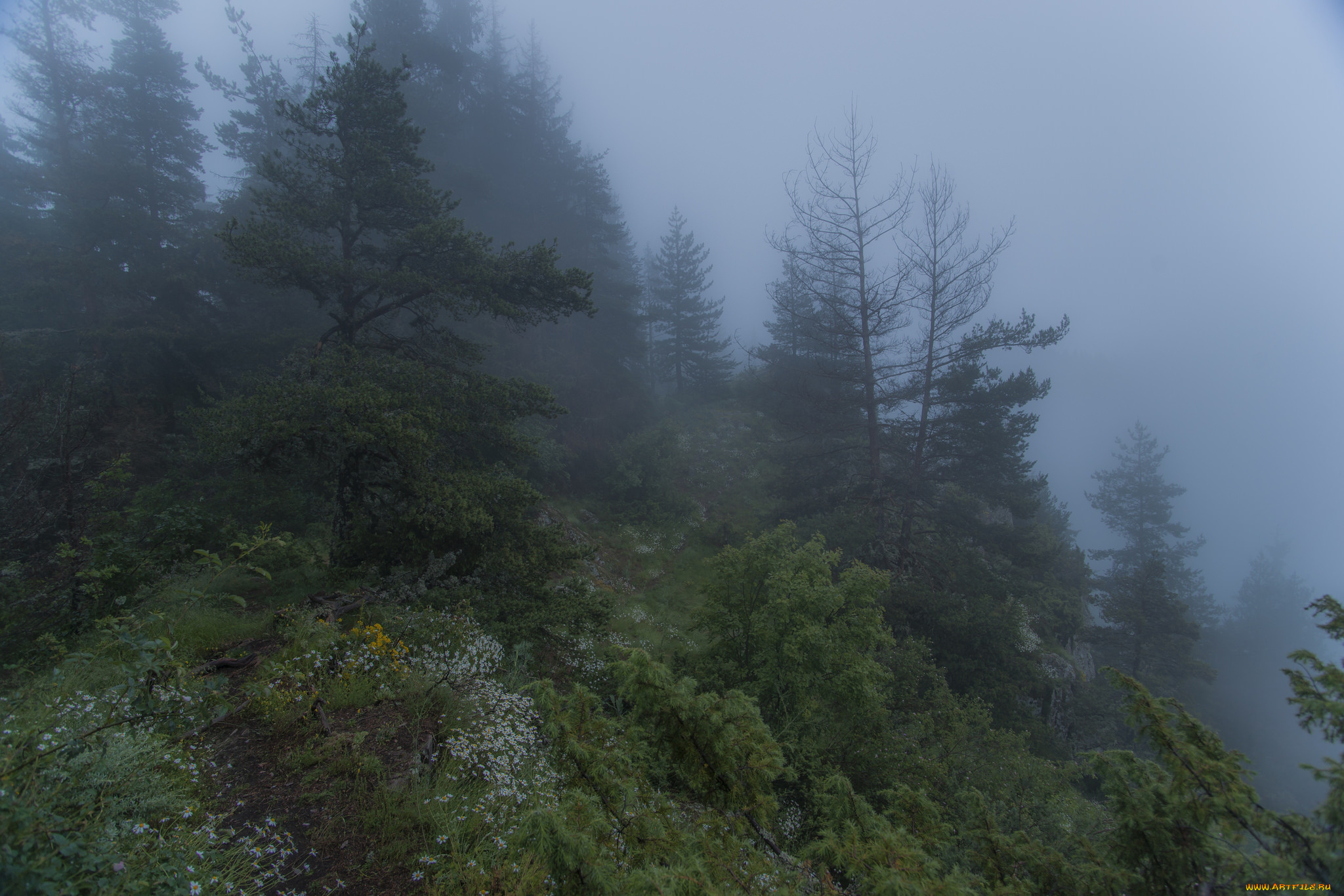 природа, лес, простор