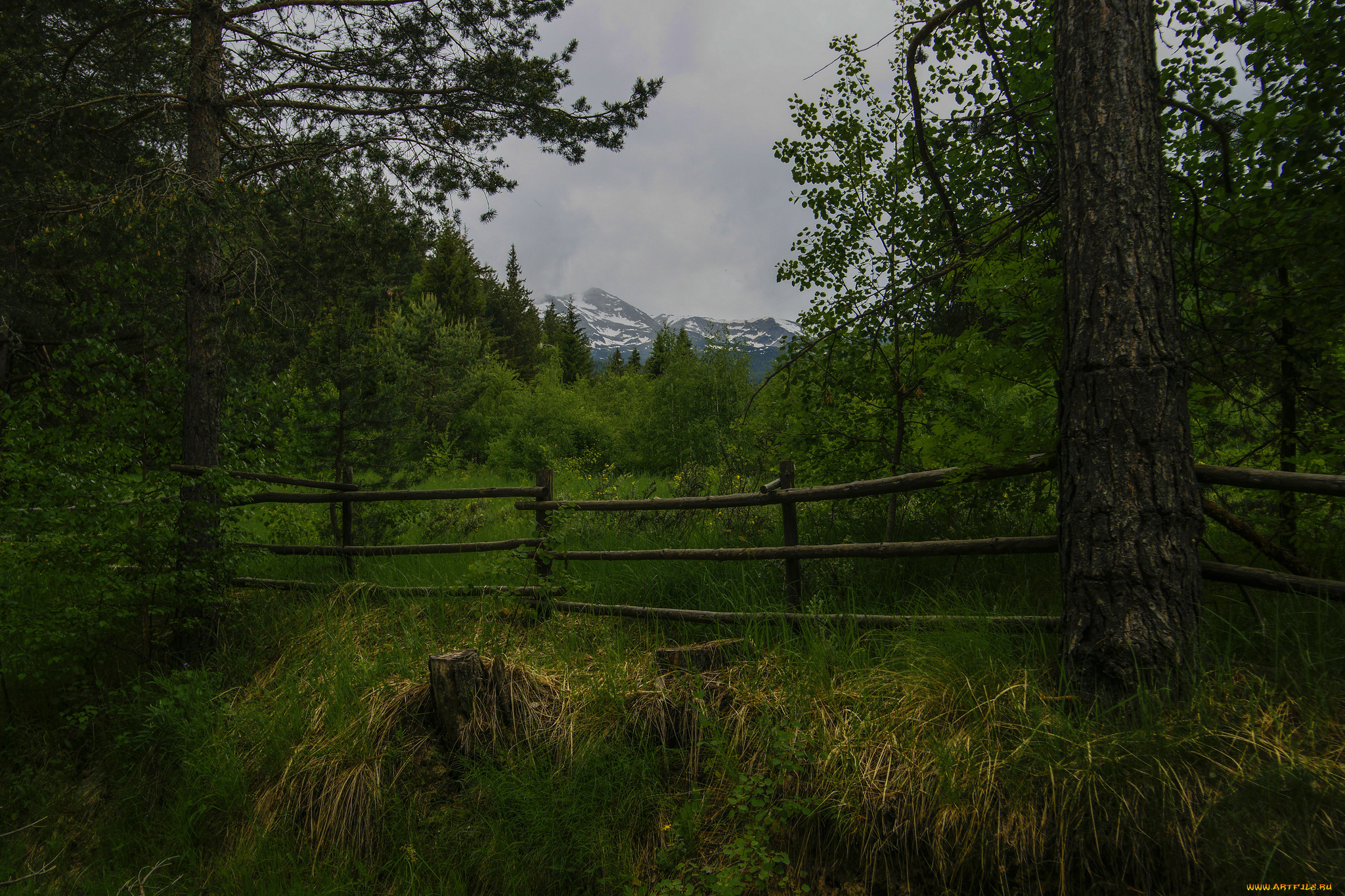 природа, лес, простор