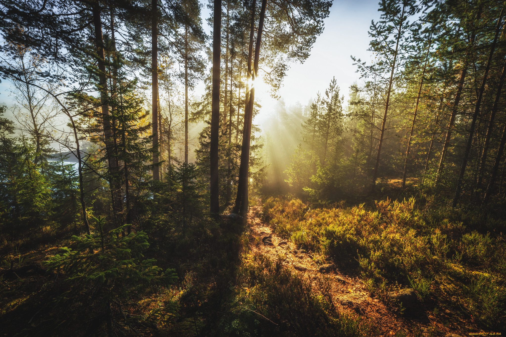 природа, лес, простор