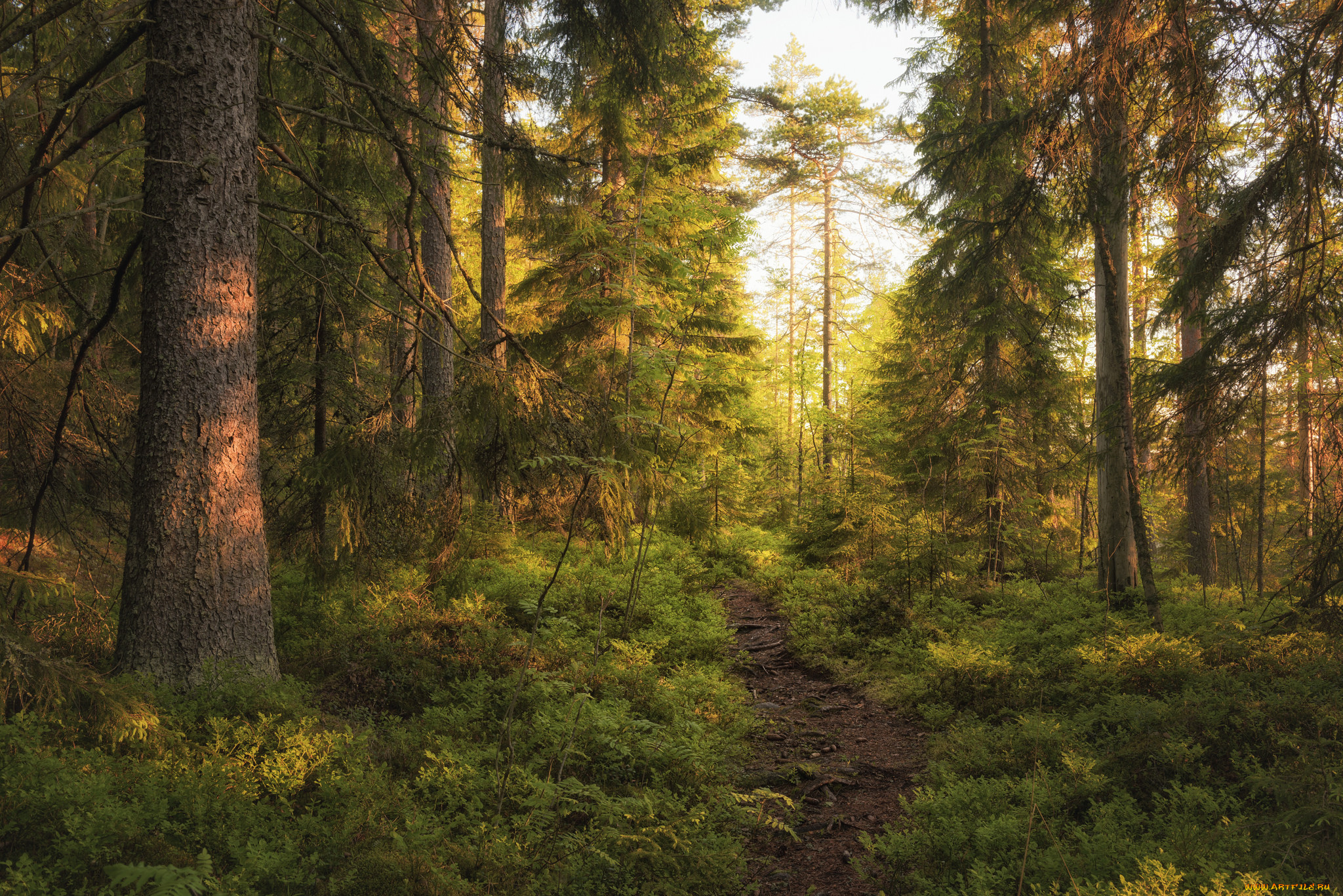 природа, лес, простор