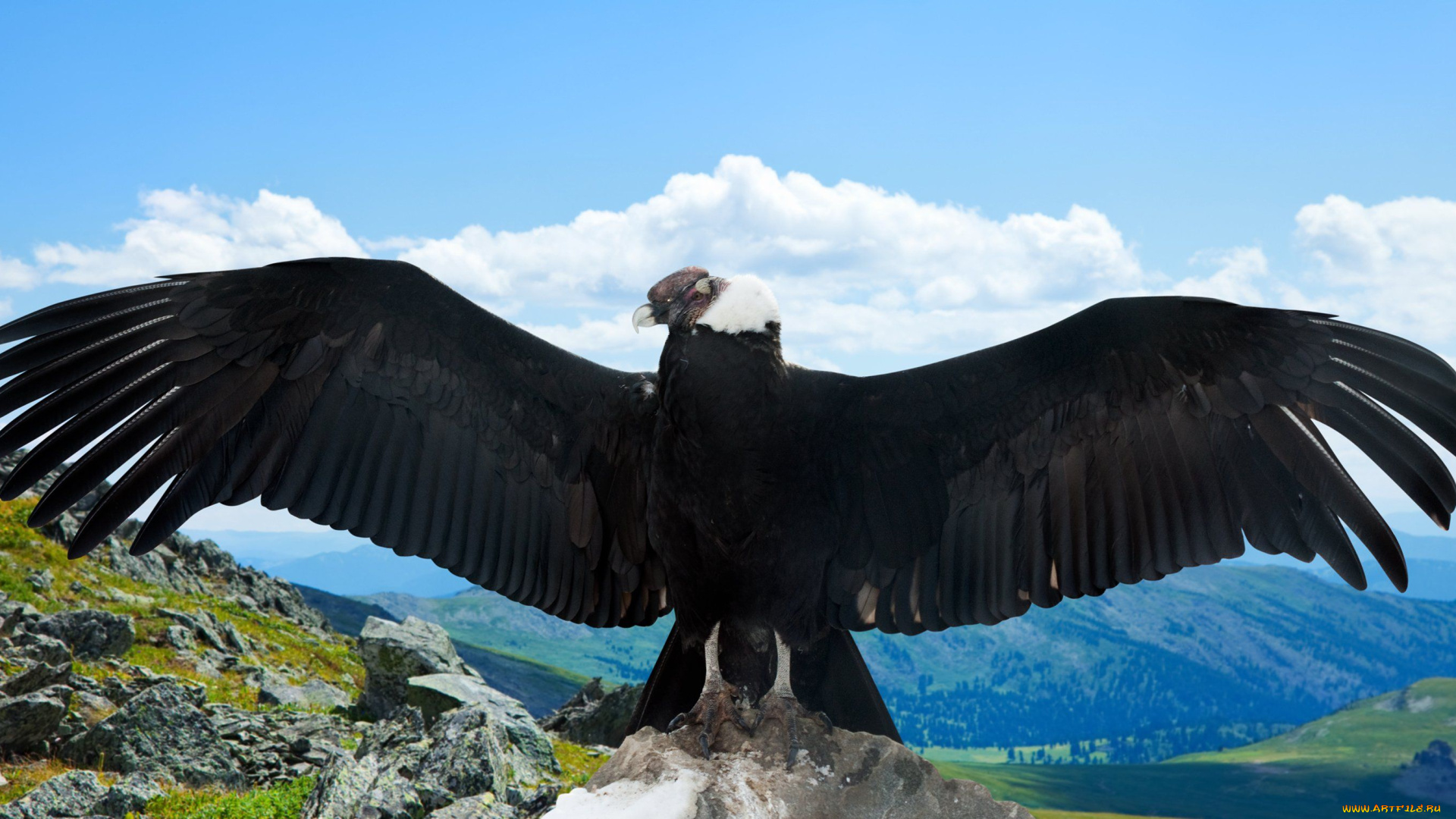 андский, кондор, животные, птицы, -, хищники, андский, кондор, ястребообразные, американские, грифы, птица, хищник, падальщик, перья, крылья, полёт, когти, клюв