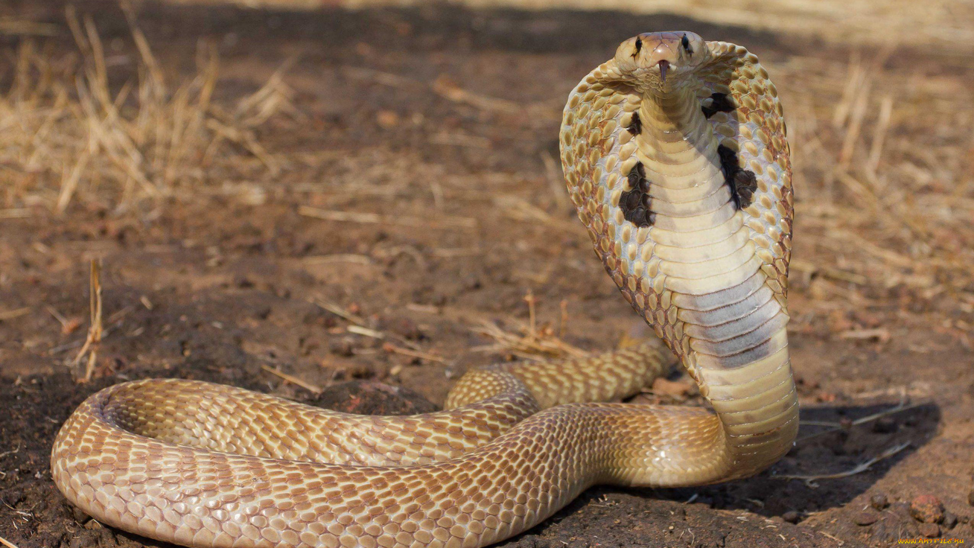 cobra, животные, змеи, , питоны, , кобры, змея, пресмыкающиеся, чешуйчатые, хордовые
