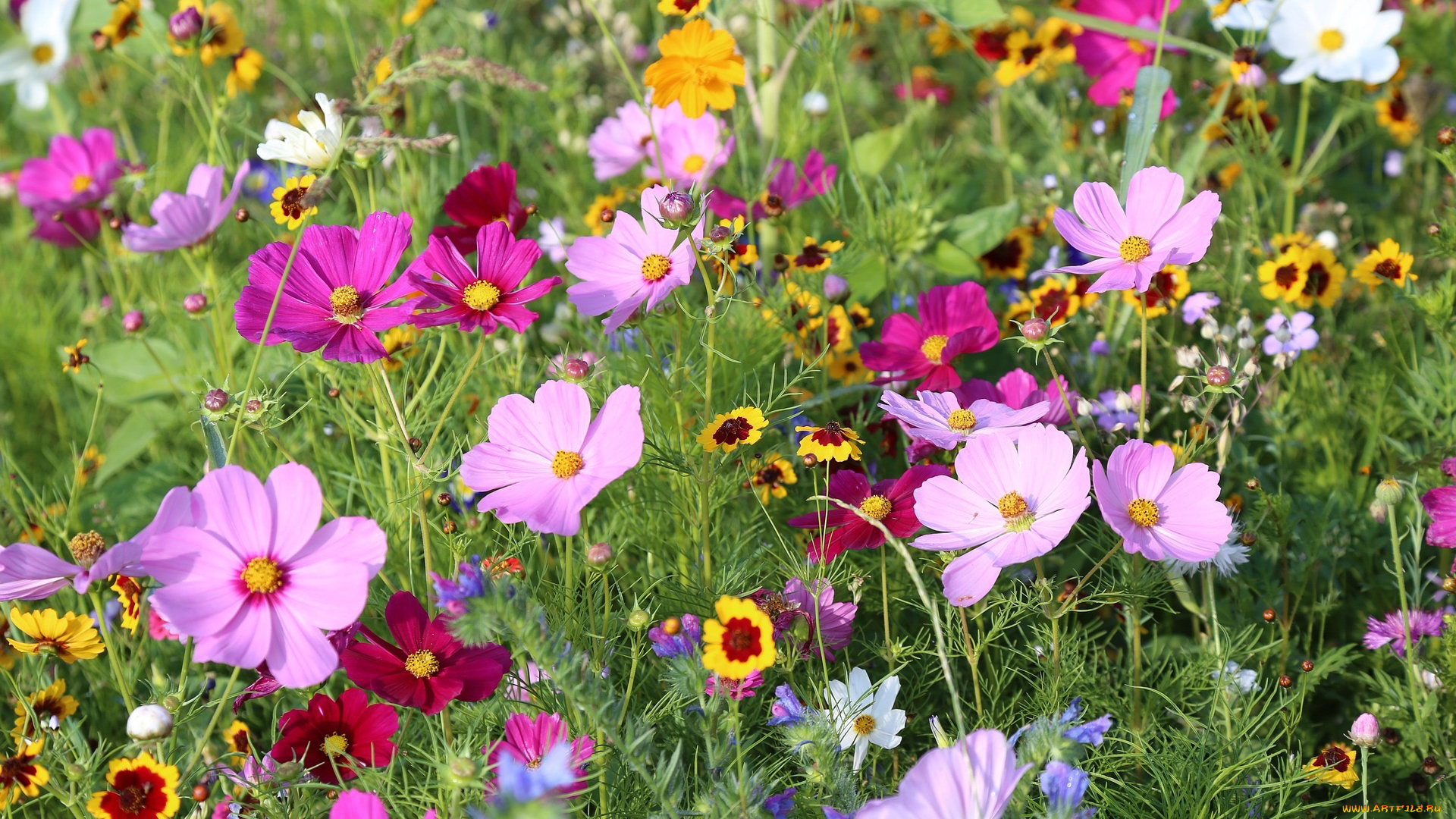 цветы, разные, вместе, бархатцы, космея