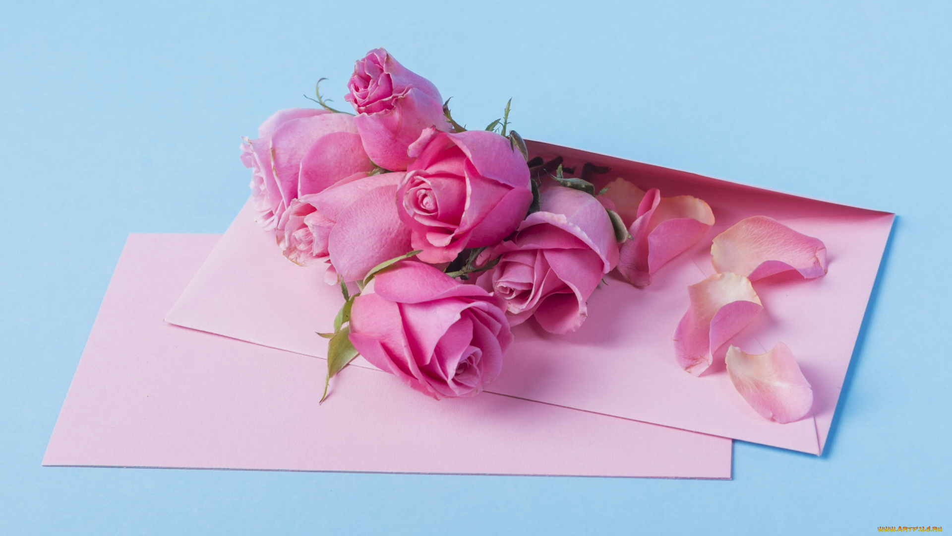 цветы, розы, розовые, бутоны, лепестки