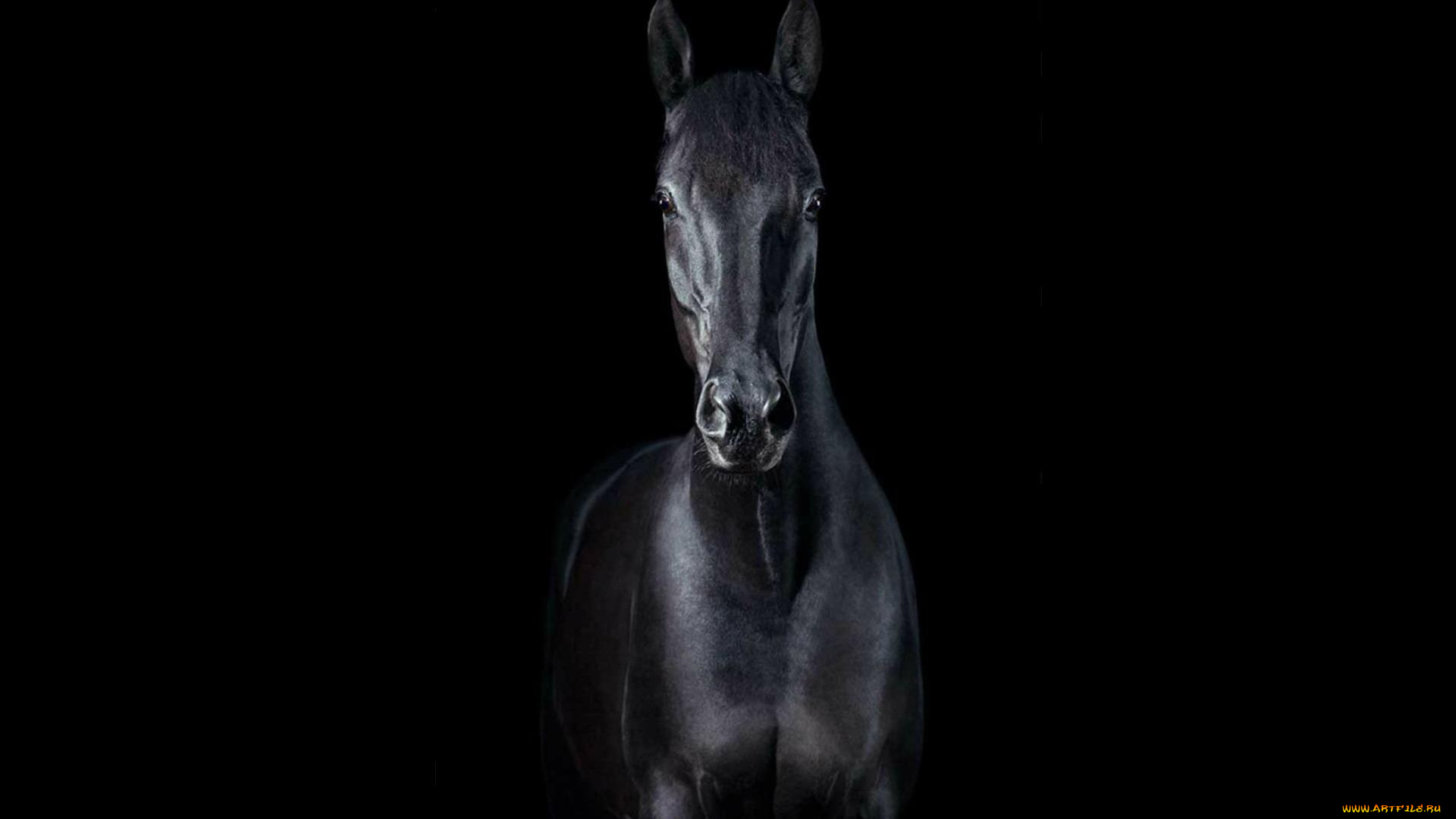 животные, лошади, конь, вороной