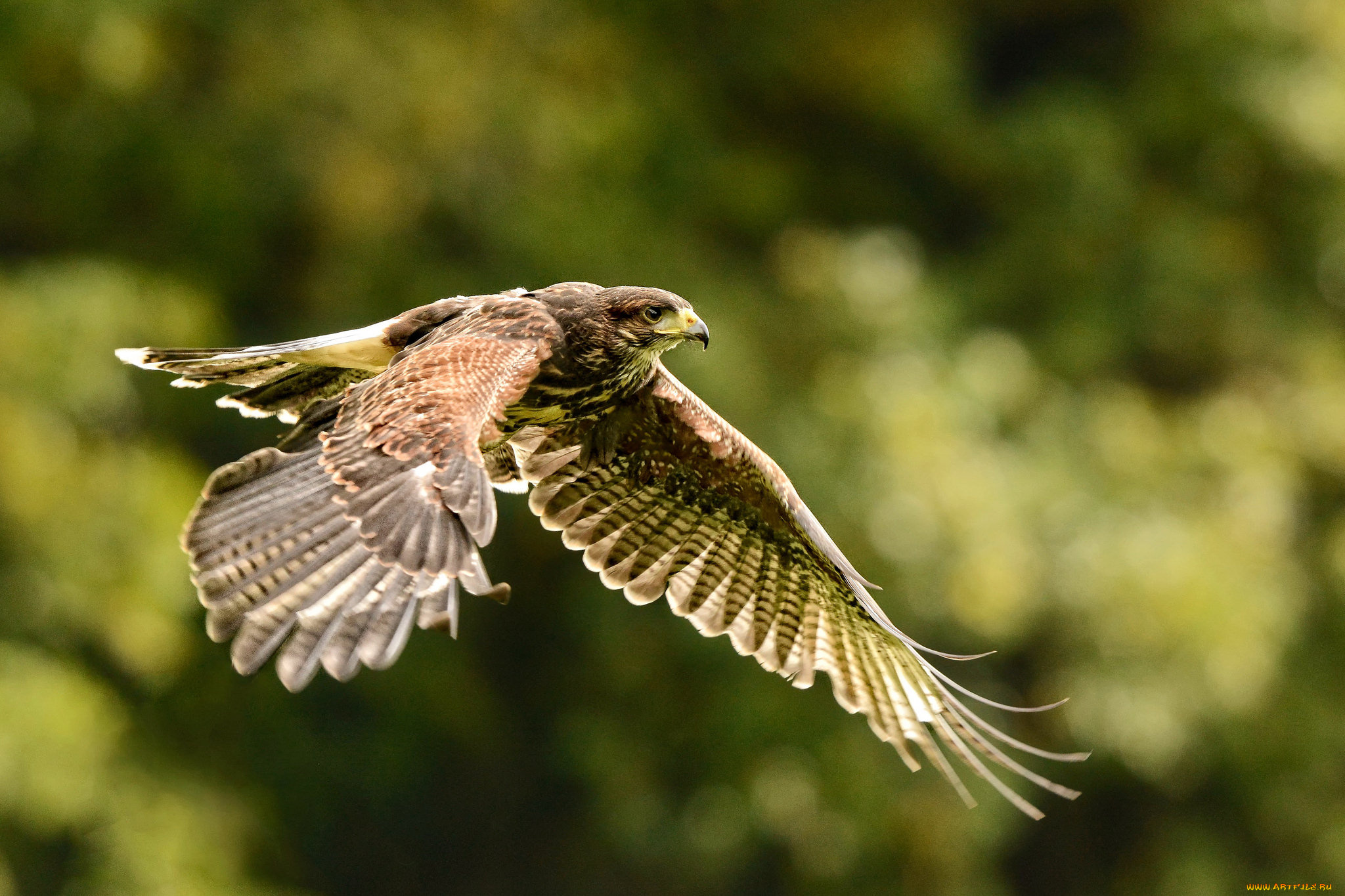 ястреб, тетеревятник, животные, птицы, -, хищники, ястреб, тетеревятник, ястребиные, ястребообразные, птица, хищник, клюв, когти, перья, крылья, полёт