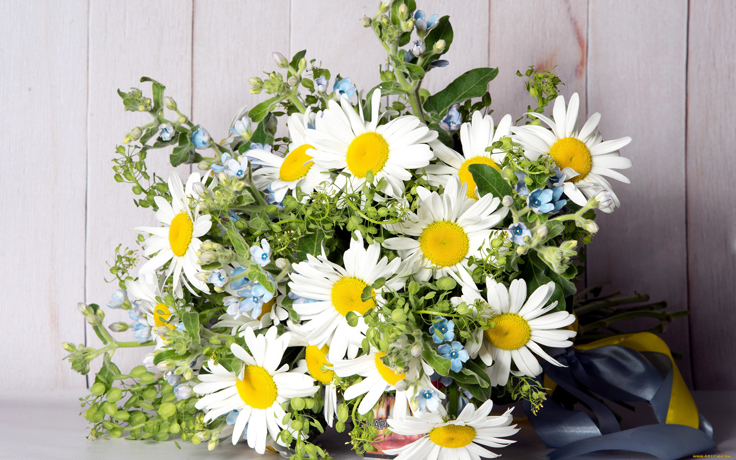 цветы, букеты, , композиции, ромашки, букет, лента