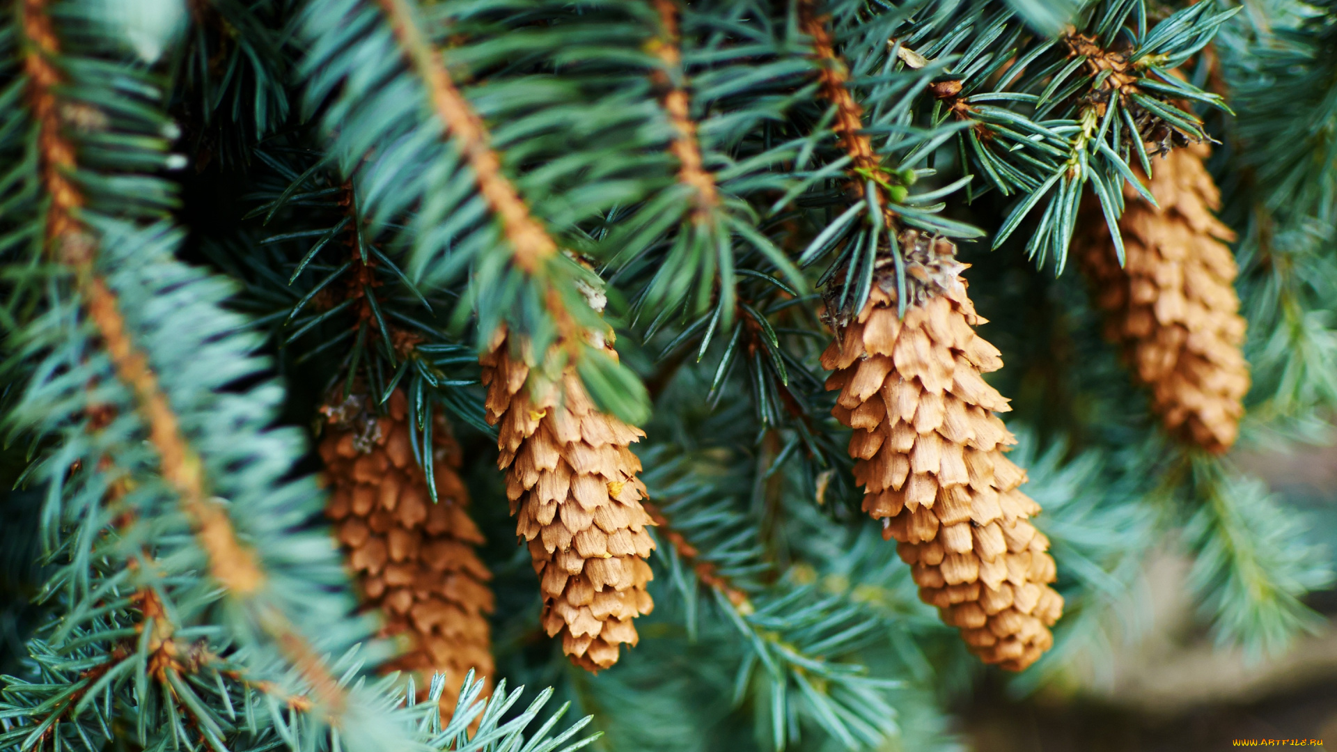 природа, деревья, ель, шишки, хвойные