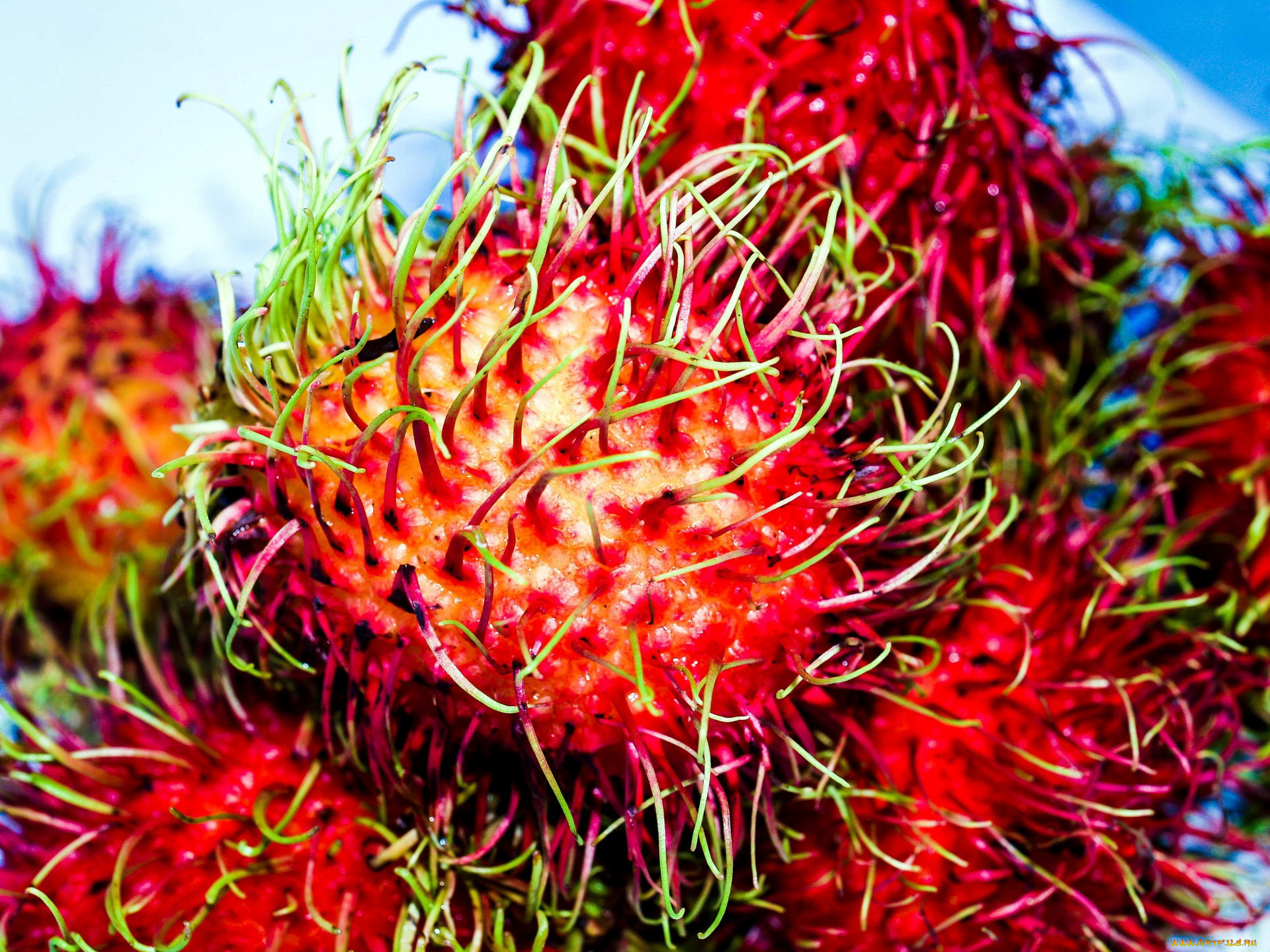 еда, рамбутан, экзотический, фрукт