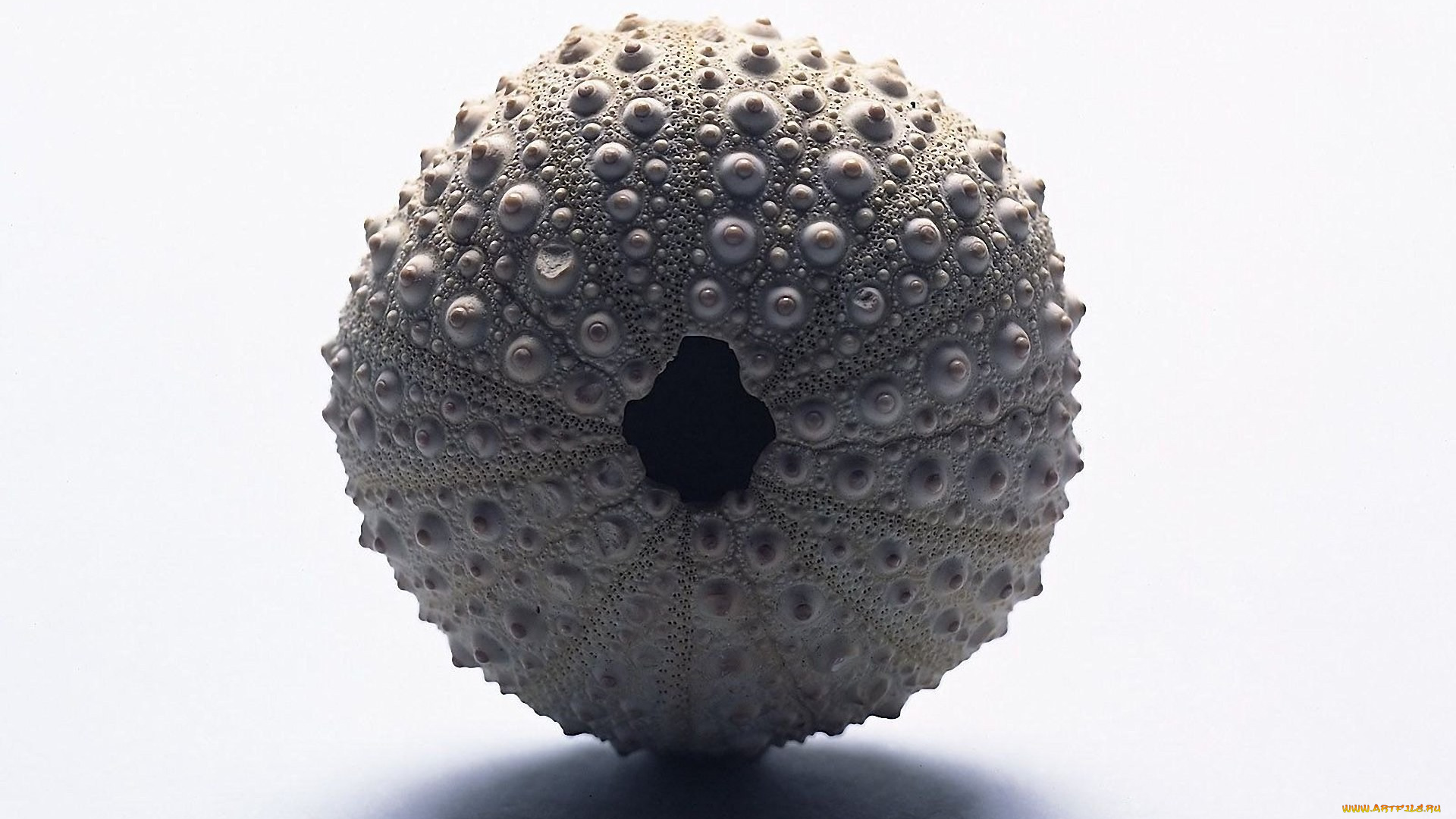 разное, ракушки, , кораллы, , декоративные, и, spa-камни, раковина, дырка