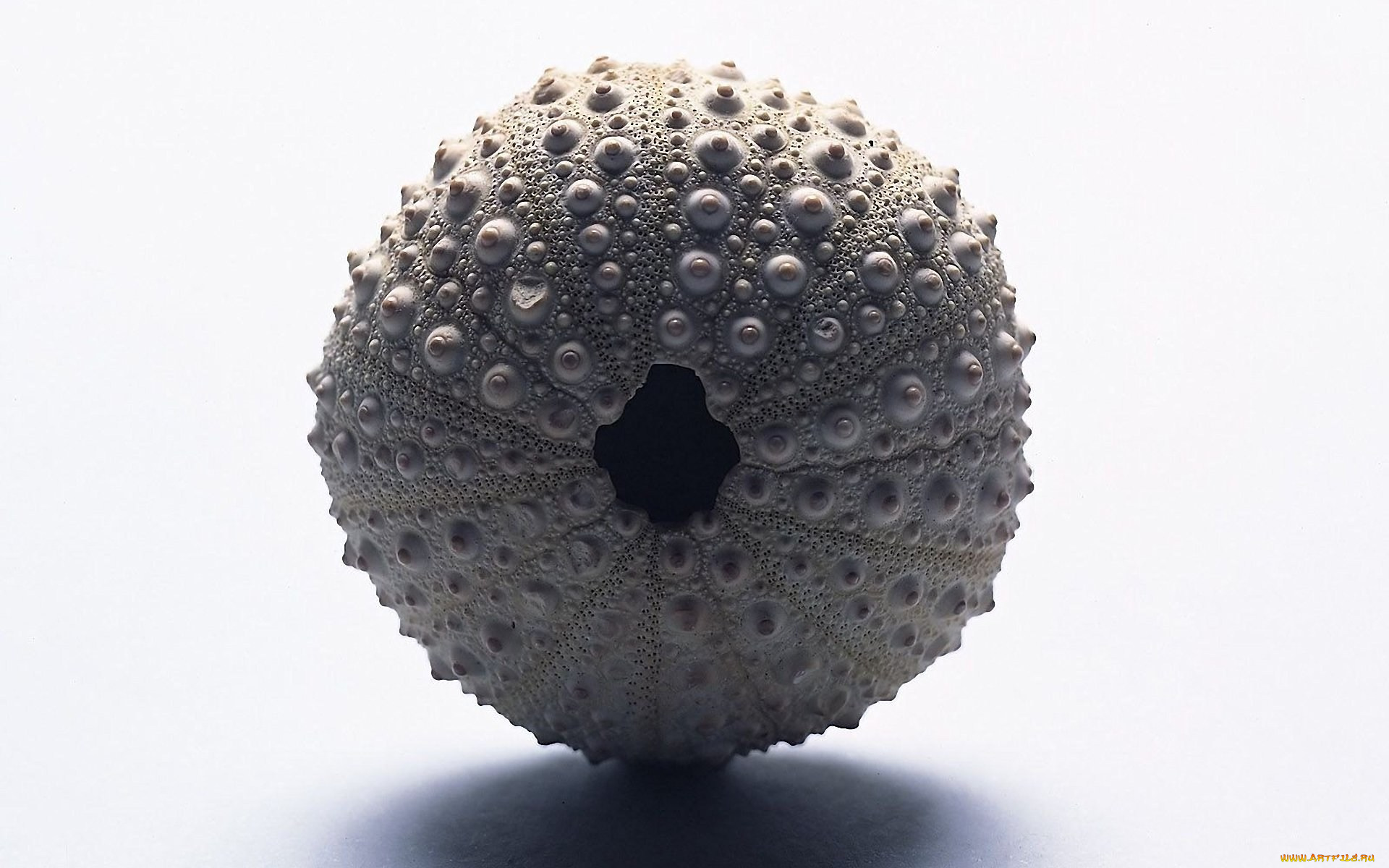 разное, ракушки, , кораллы, , декоративные, и, spa-камни, раковина, дырка