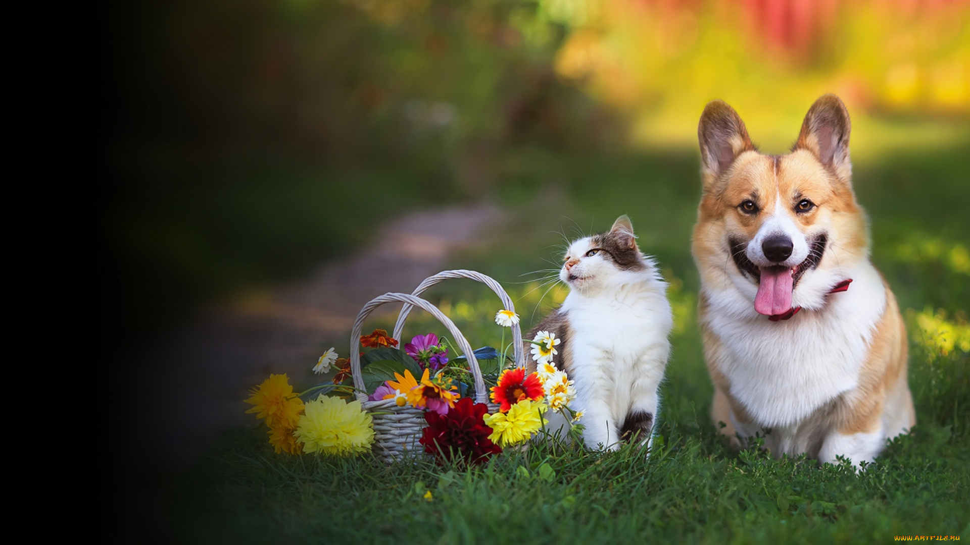 3д, графика, животные, , animals, друзья, кот, кошка, собака