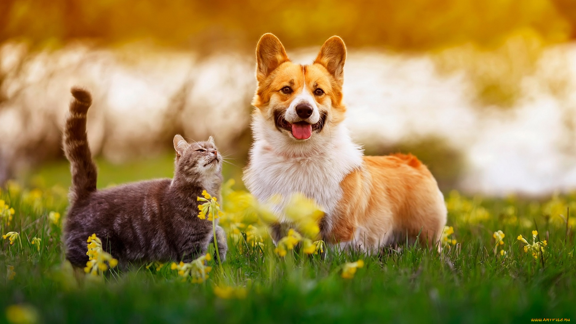 3д, графика, животные, , animals, друзья, кот, кошка, собака