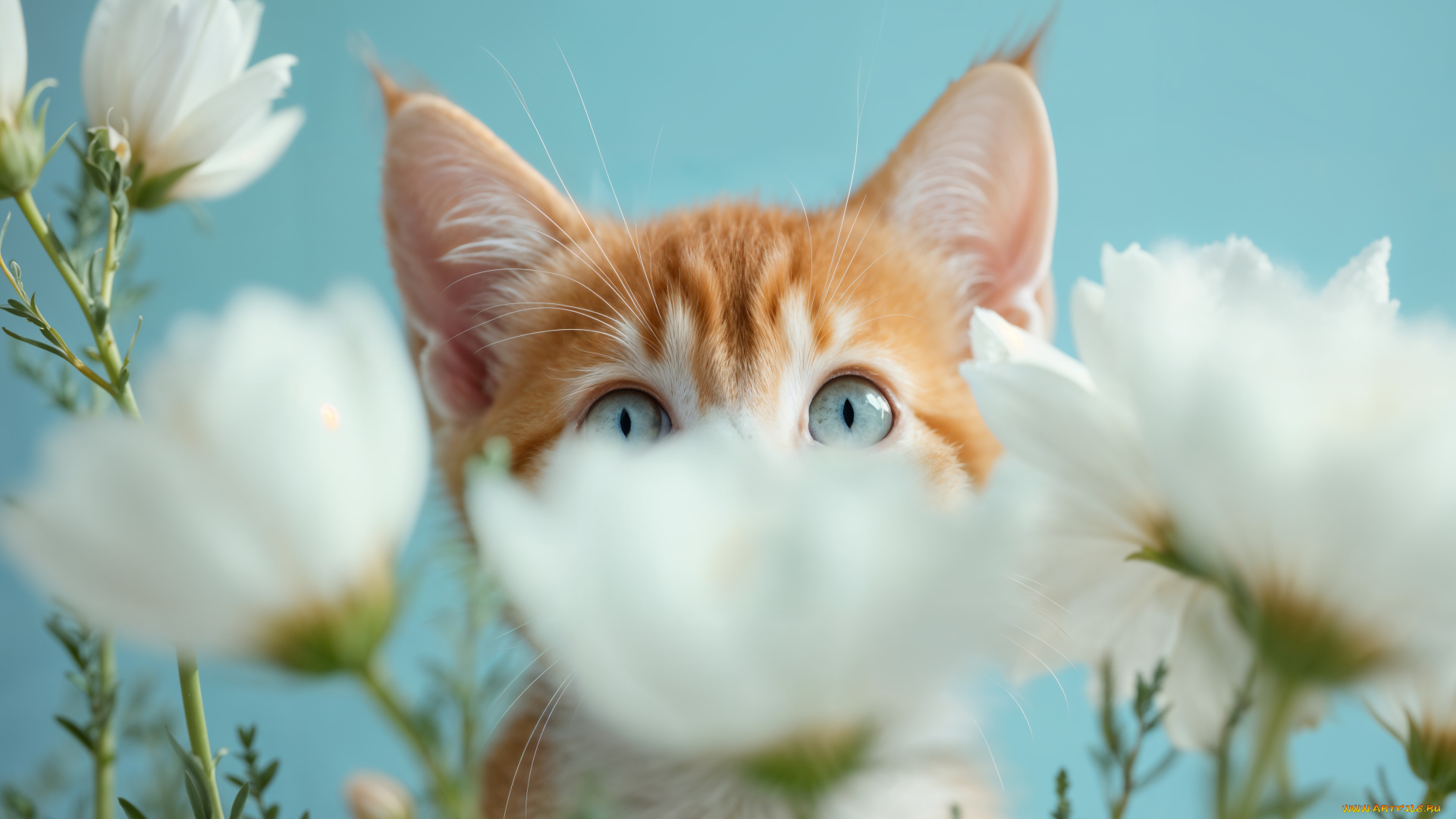 3д, графика, животные, , animals, кот, кошка