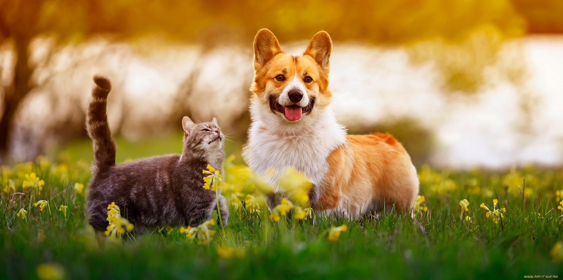 3д, графика, животные, , animals, друзья, кот, кошка, собака