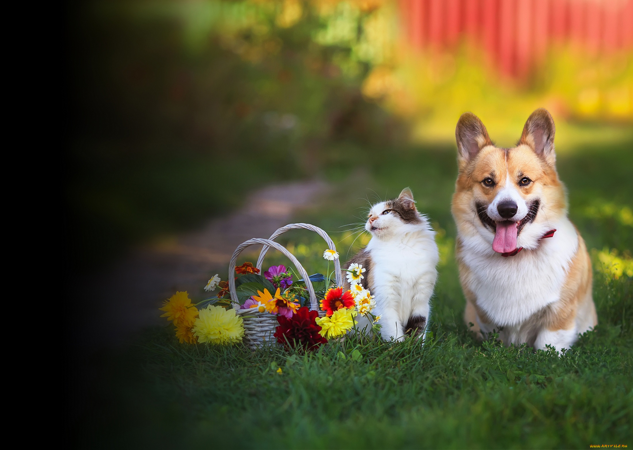 3д, графика, животные, , animals, друзья, кот, кошка, собака