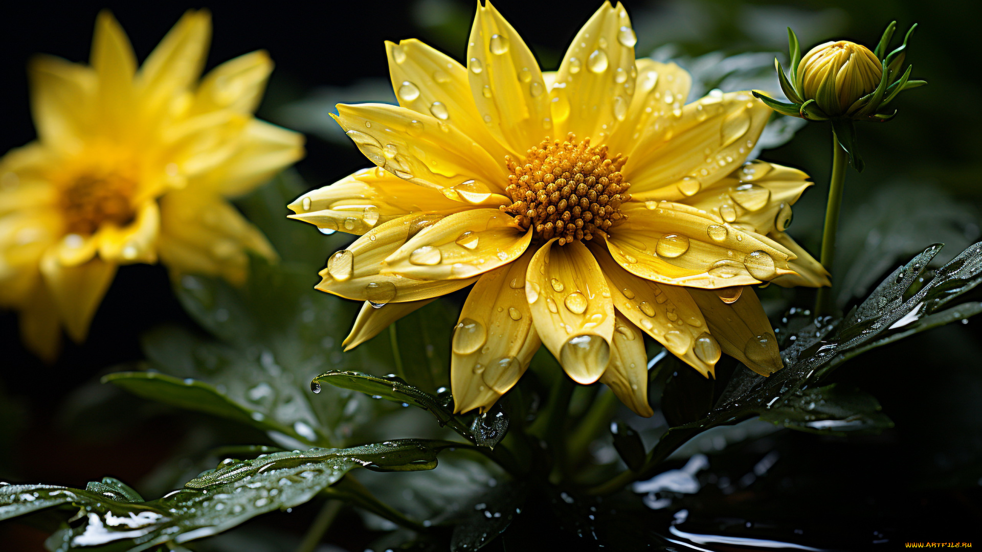 3д, графика, цветы, , flowers, желтые, георгины, капли, макро