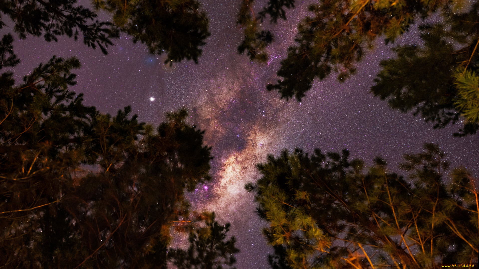 природа, деревья, млечный, путь