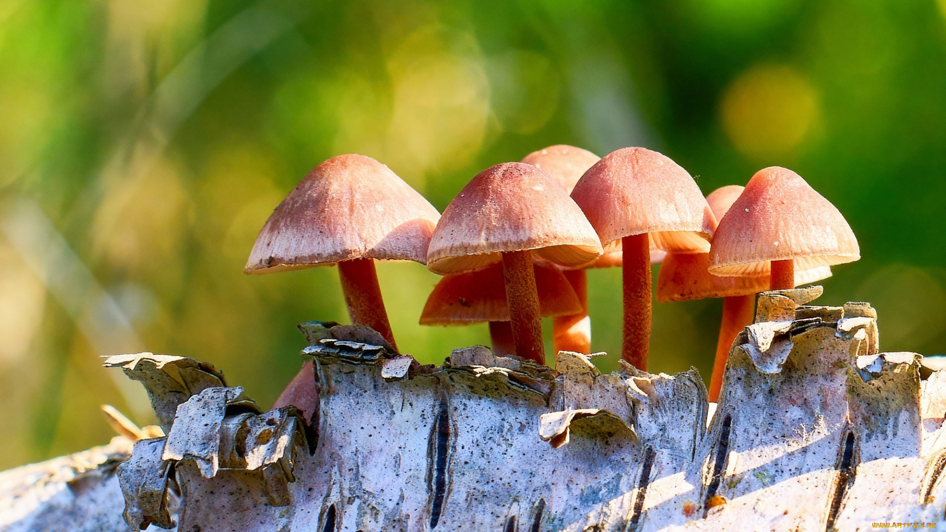 природа, грибы