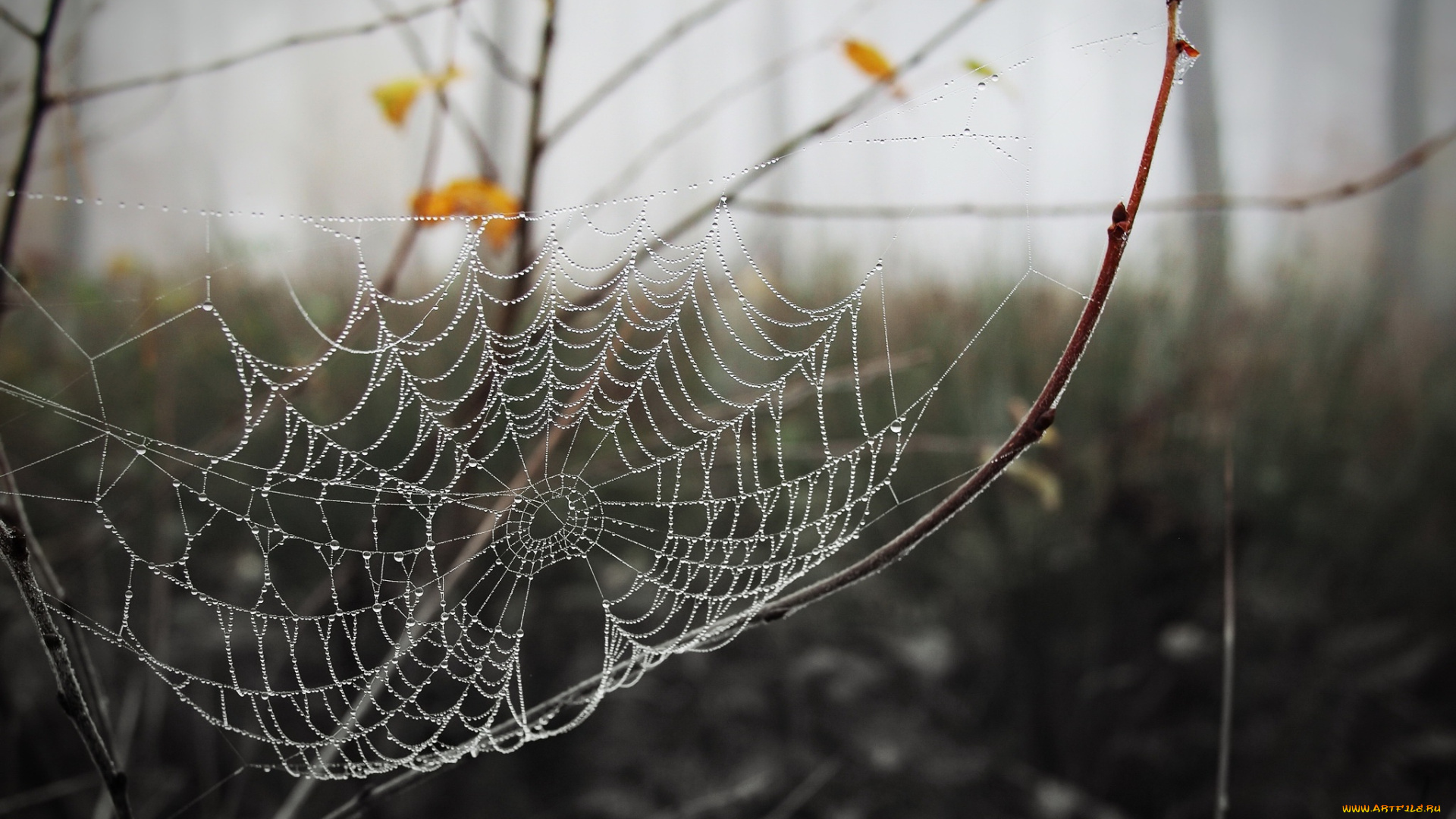 природа, макро, паутина