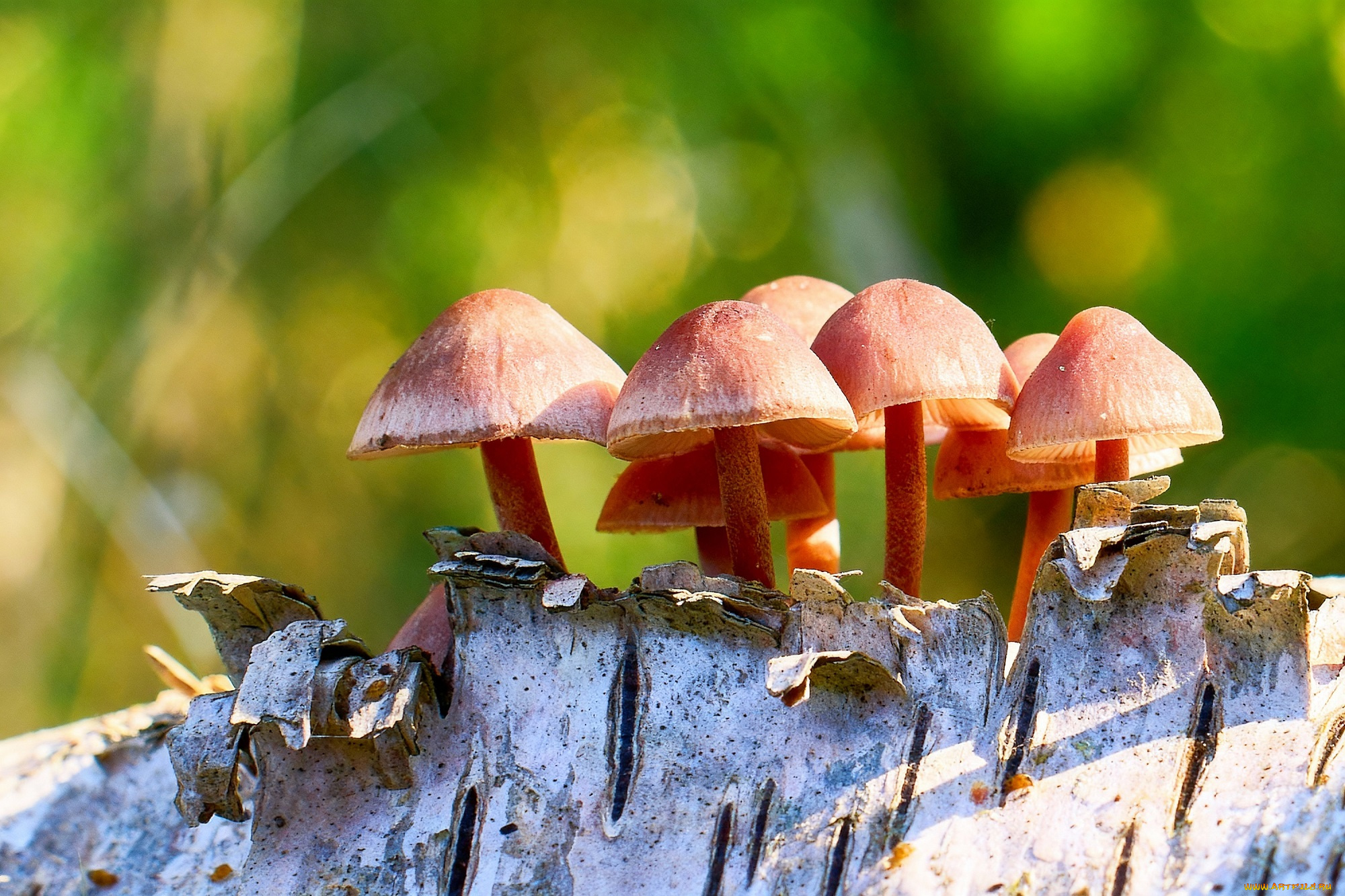 природа, грибы