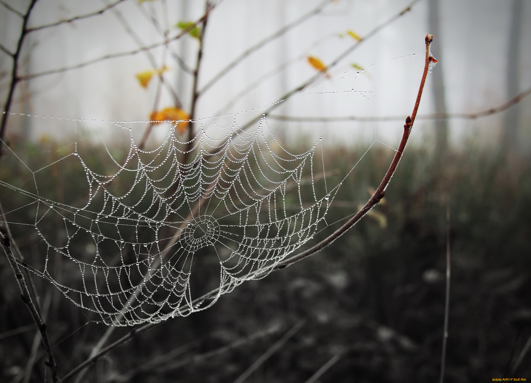 природа, макро, паутина