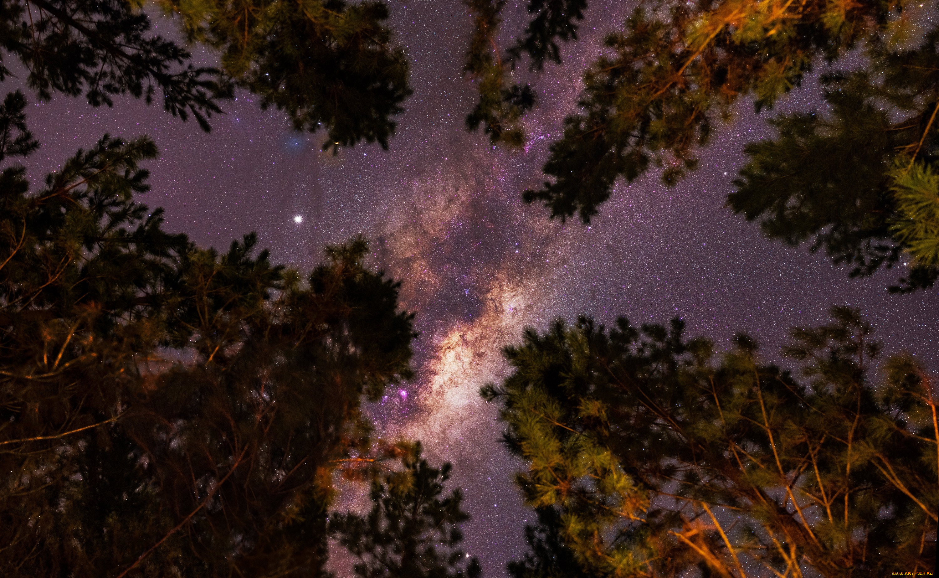 природа, деревья, млечный, путь