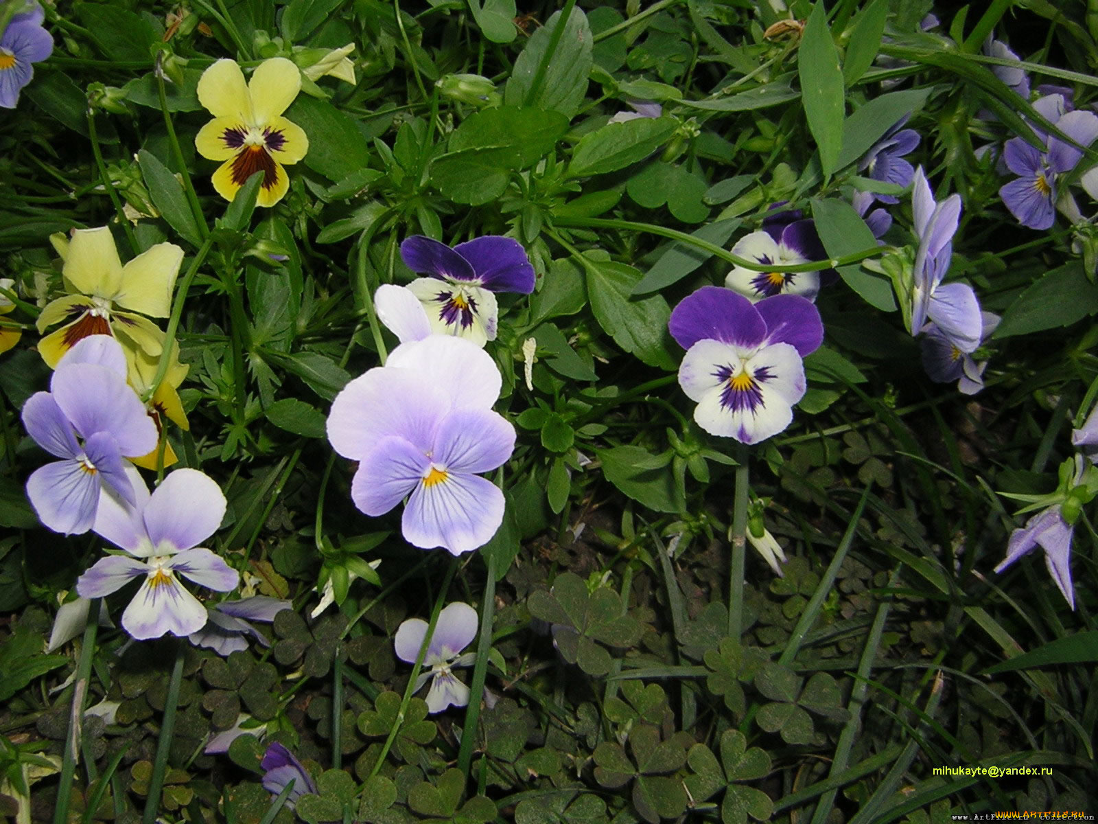 анютины, глазки, цветы, садовые, фиалки